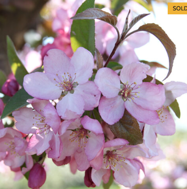 C3. Indian Summer crabapple tree