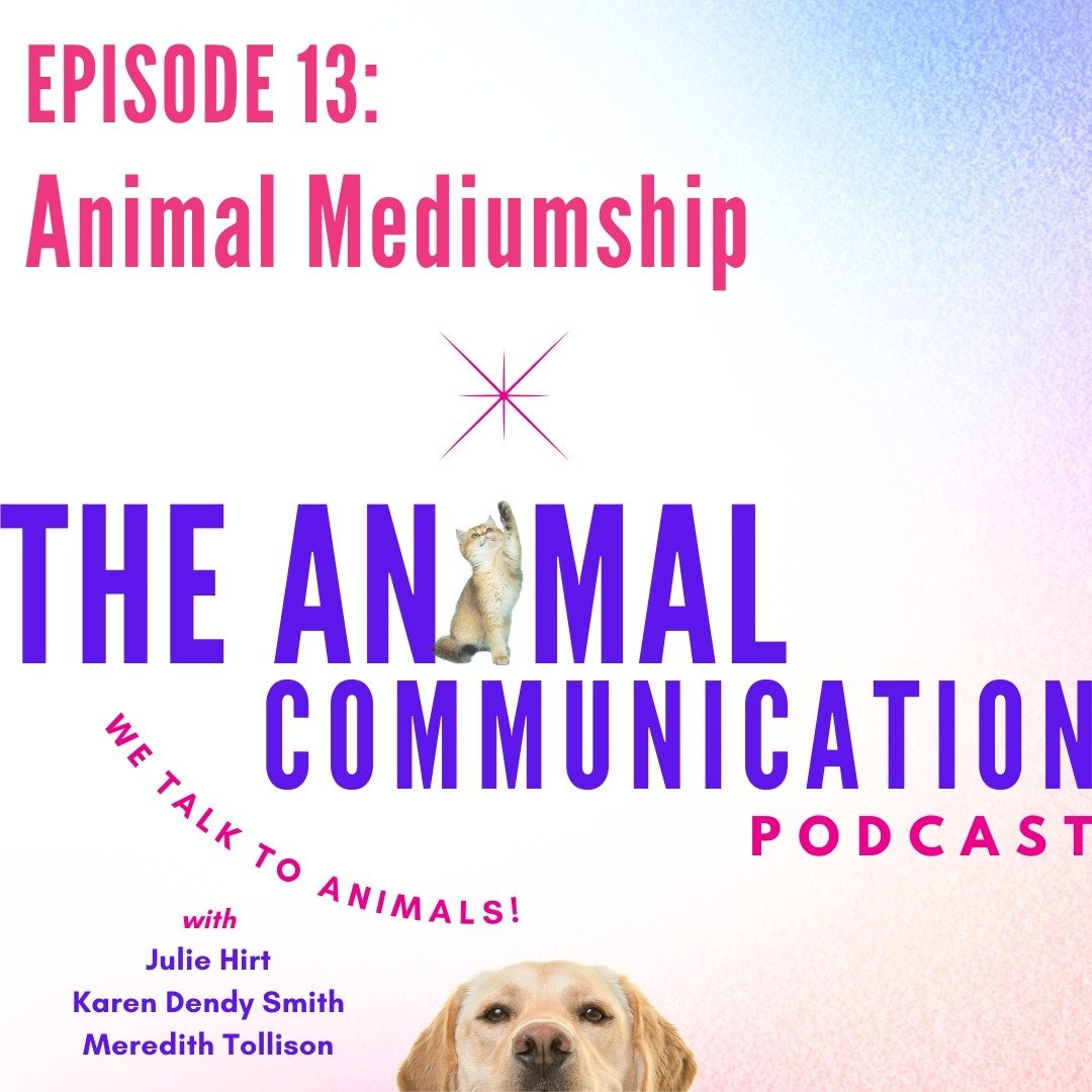 EPISODE 13 is READY! 🐾💖
What is an Animal Medium and how does it differ - if it does - from Animal Communicator? 
🐾
@juliehirt_intuitive , @meredithtollison and I discuss the word Medium itself and all that it can mean. 
🐾
Connecting with an anim