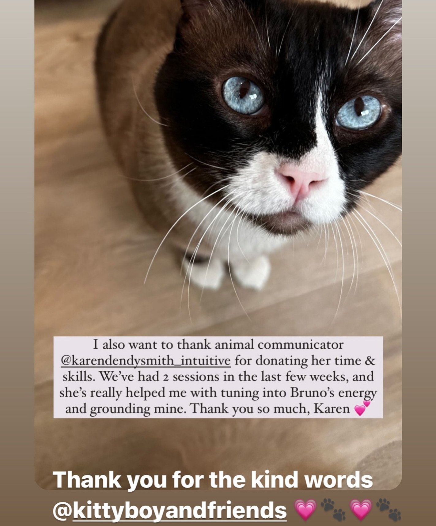 Thank you @kittyboyandfriends for your kind words 💗😻 Your kind heart and patience will definitely win over Bruno as he finds his way and learns to trust. He&rsquo;s so lucky to have you!

#catrescue #helpingcats #catsarefamily #catwhisperer #kindes