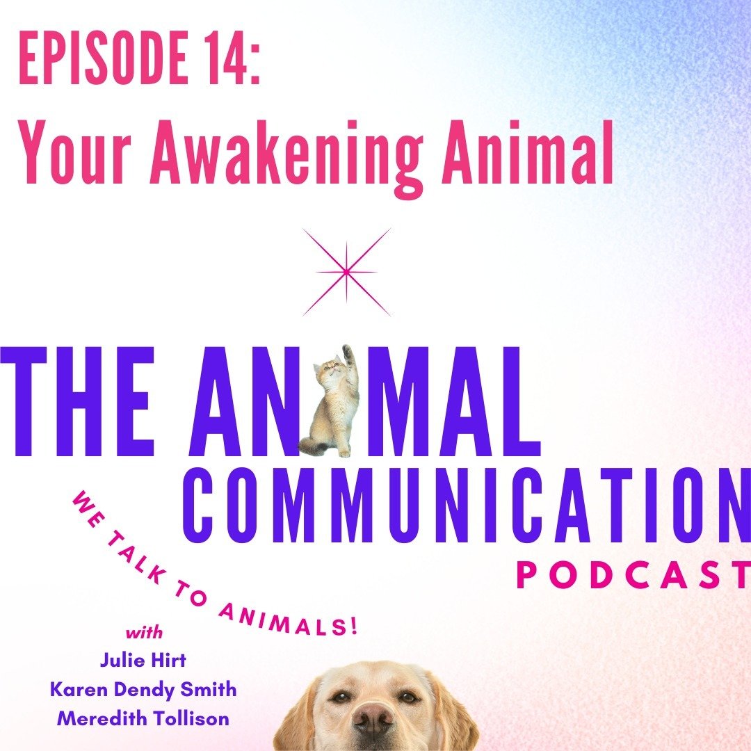 EPISODE 14 is ready!
💞Have you had an animal change your life? 
💞Perhaps one that cracked you open and/or allowed you to see the world in a completely different way? 

In this episode, I share my experience with a gorilla named Michael from when I 