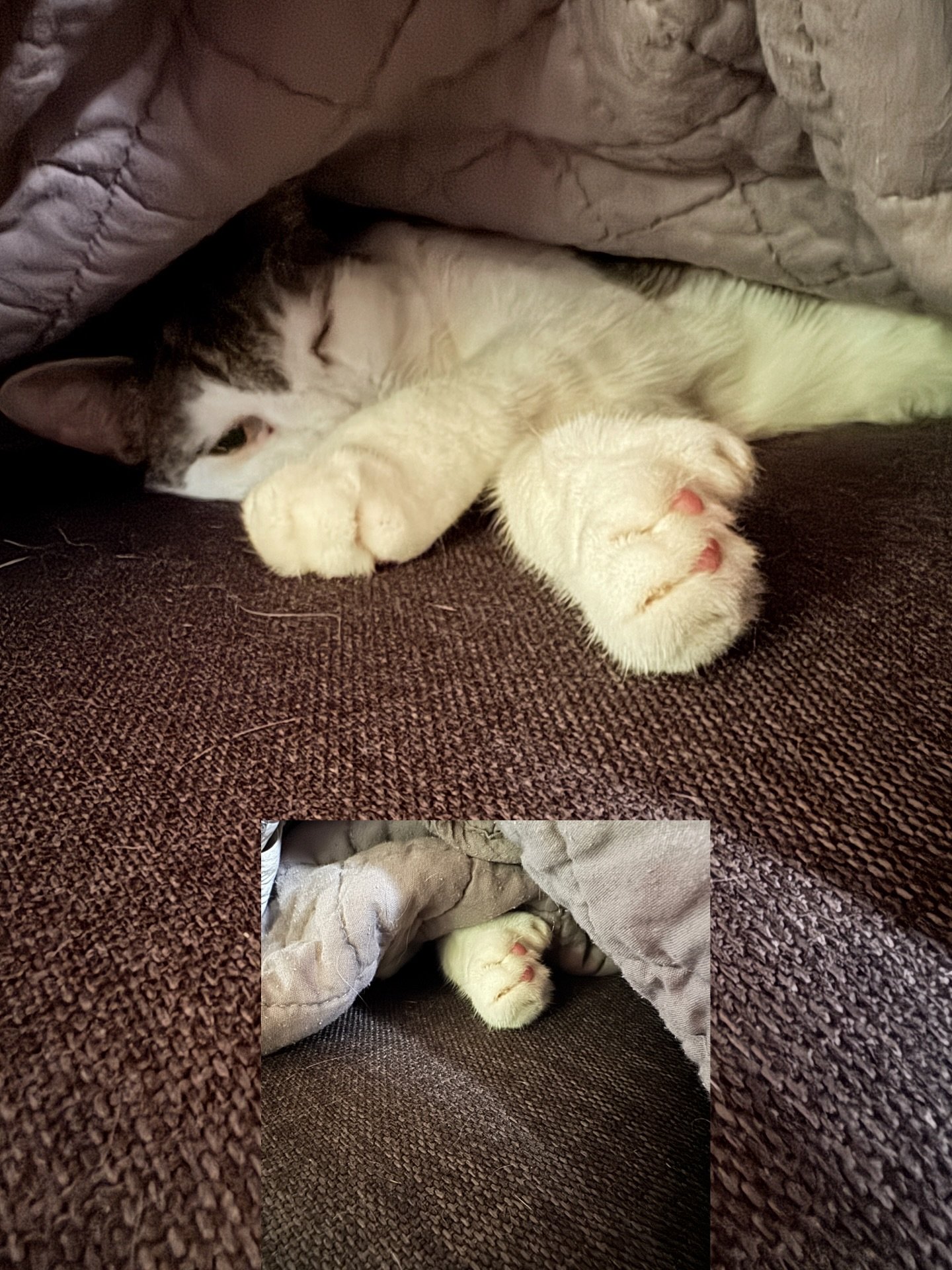 Dia&rsquo;s not loving the rainy weather so she has buried  herself under the couch blankets 🐾💗

She&rsquo;s knows what she needs and I do little walk-bys and give cheek rubs and kisses. 😘 

#catmom