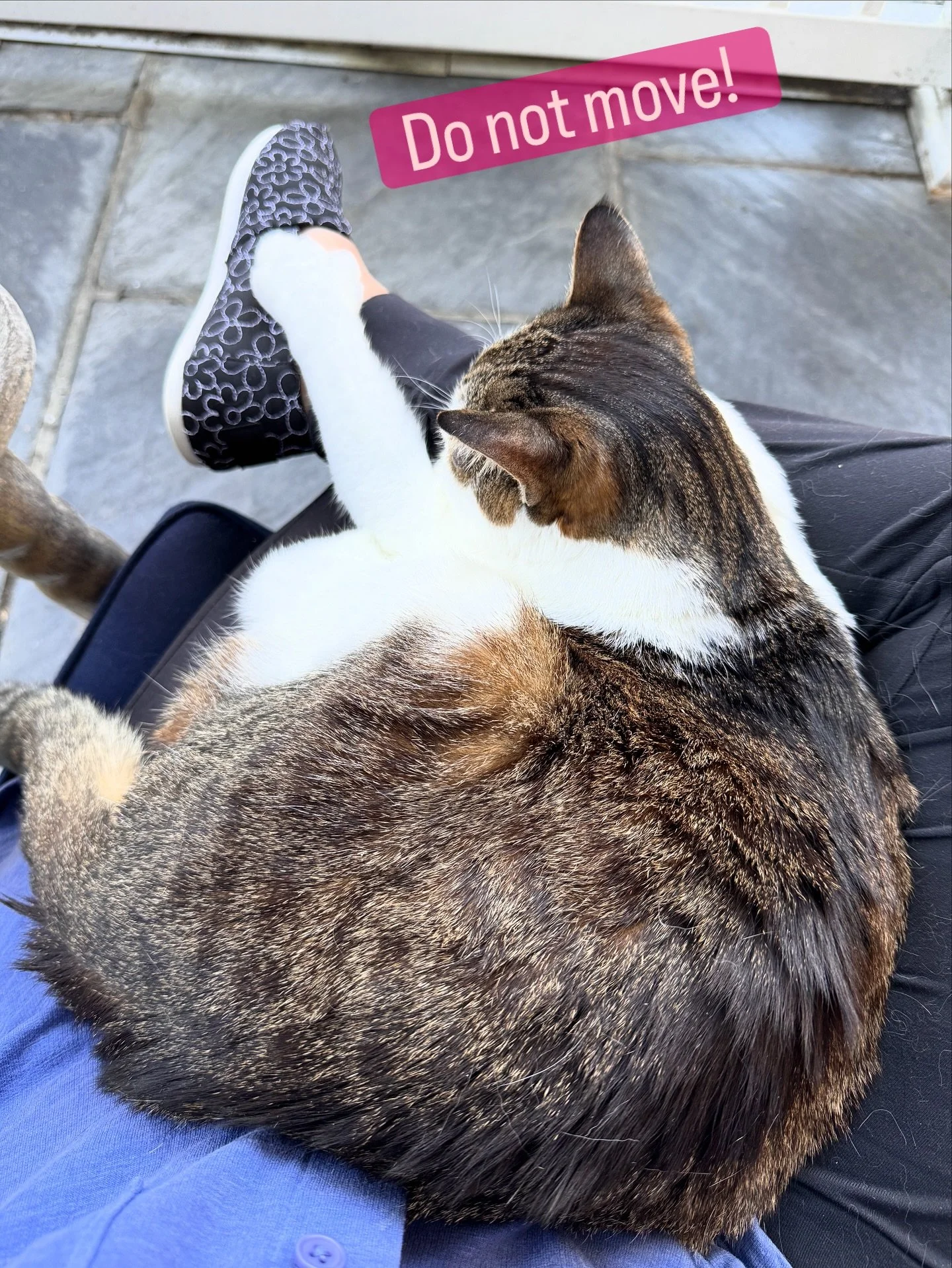 I guess I&rsquo;m not moving&hellip; Dia has put her foot down! 🤪😻

#catsruletheworld #catmoments #princess #catmomlife #sundayvibe