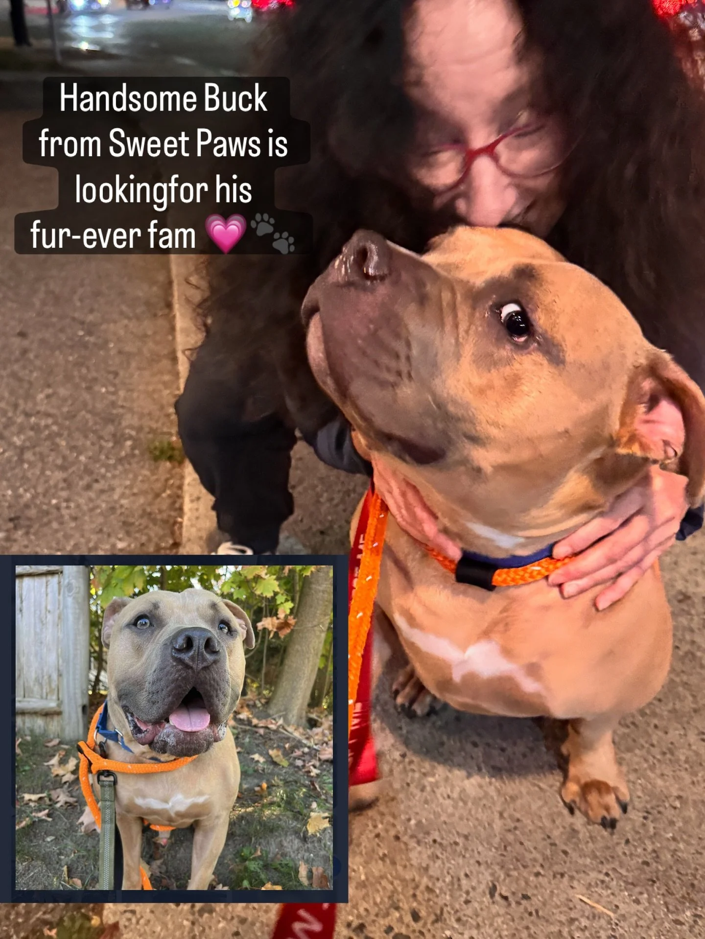 I just met Buck from @sweetpawsrescue 💗! 
He is the biggest loving goofball. 
He needs a family to love him as much he&rsquo;ll love you&hellip; 

Please 🙏 share let&rsquo;s help Buck find is people.

#fureverfamily #sweetpawsrescue #sweetpaws #dog