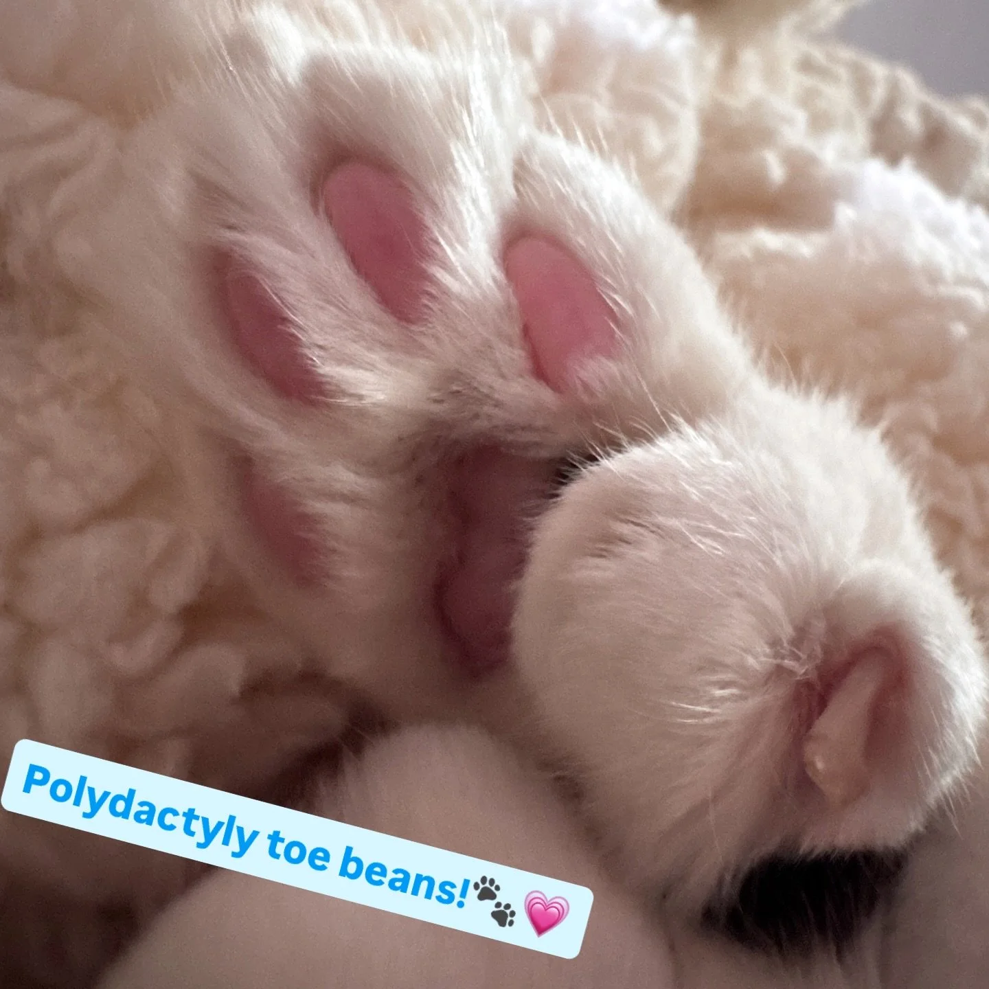 #polydactylcat #toebeans #🐾