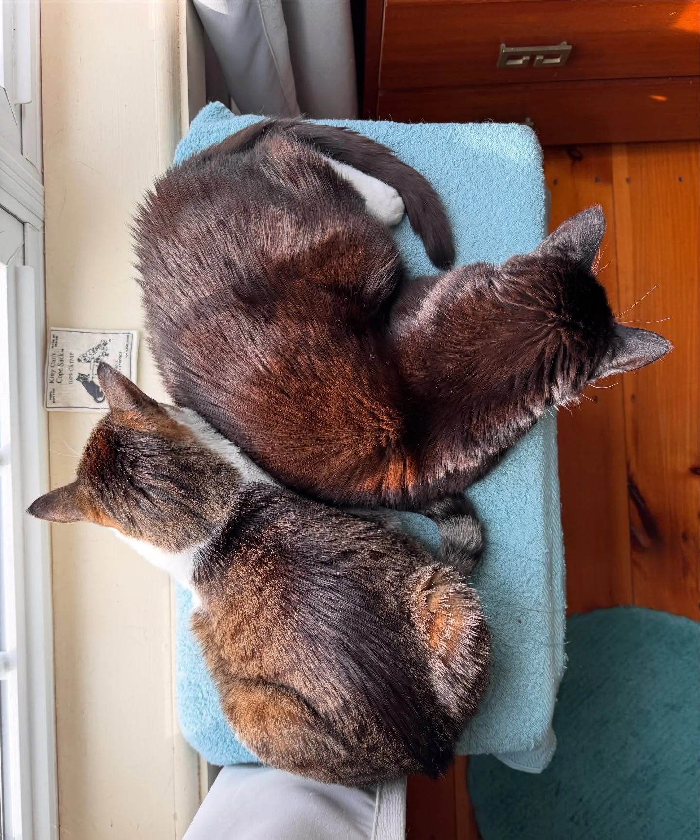 Do our cats mirror our energy? 
The short answer is yes&hellip; 

If we are emanating, a sense of peace and calm and contentment about and within ourselves, 
our animal family relaxes as well. 

You may notice during times of stress in your life that