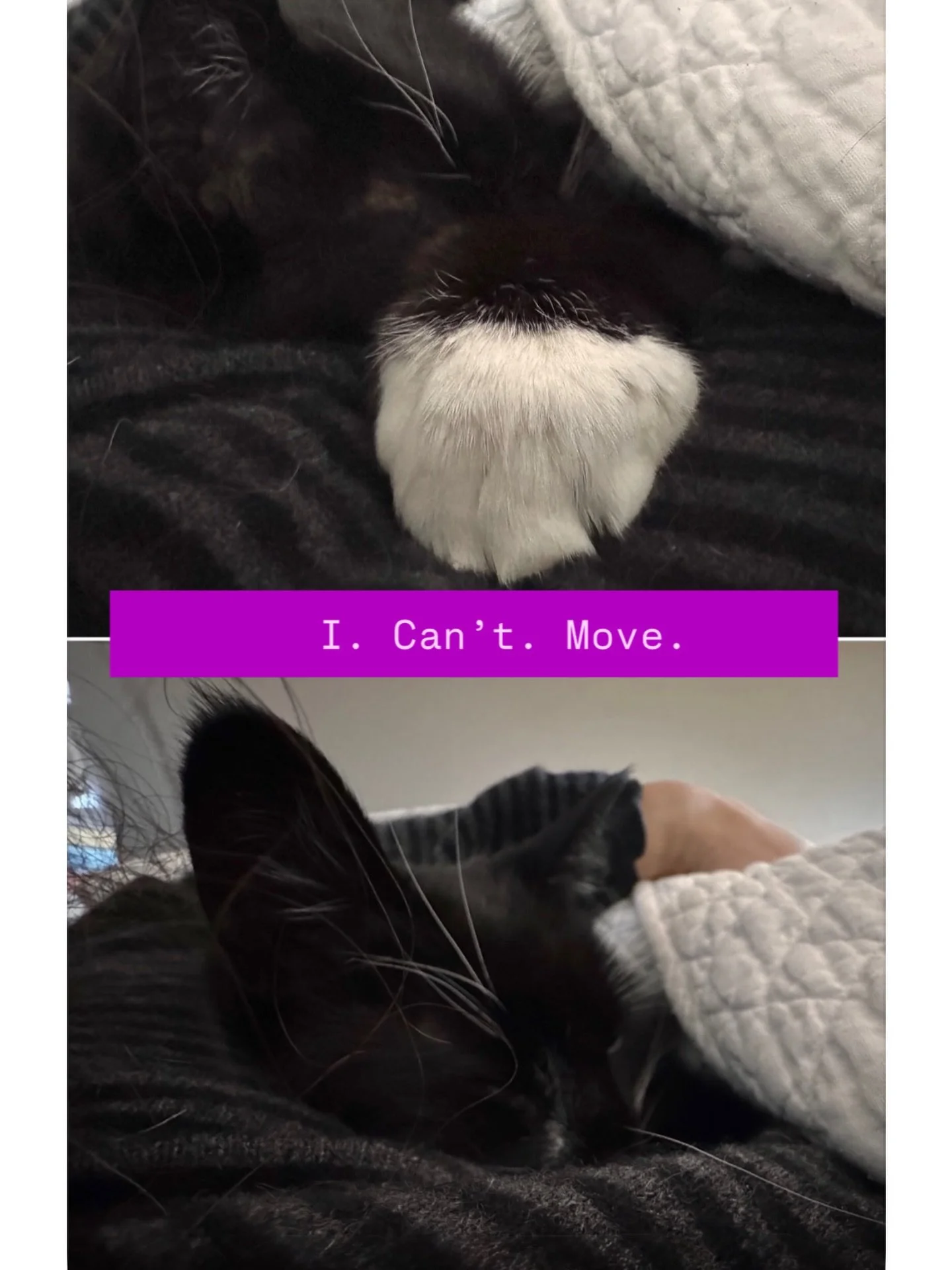 Would you move? #catmomlife #catmoment