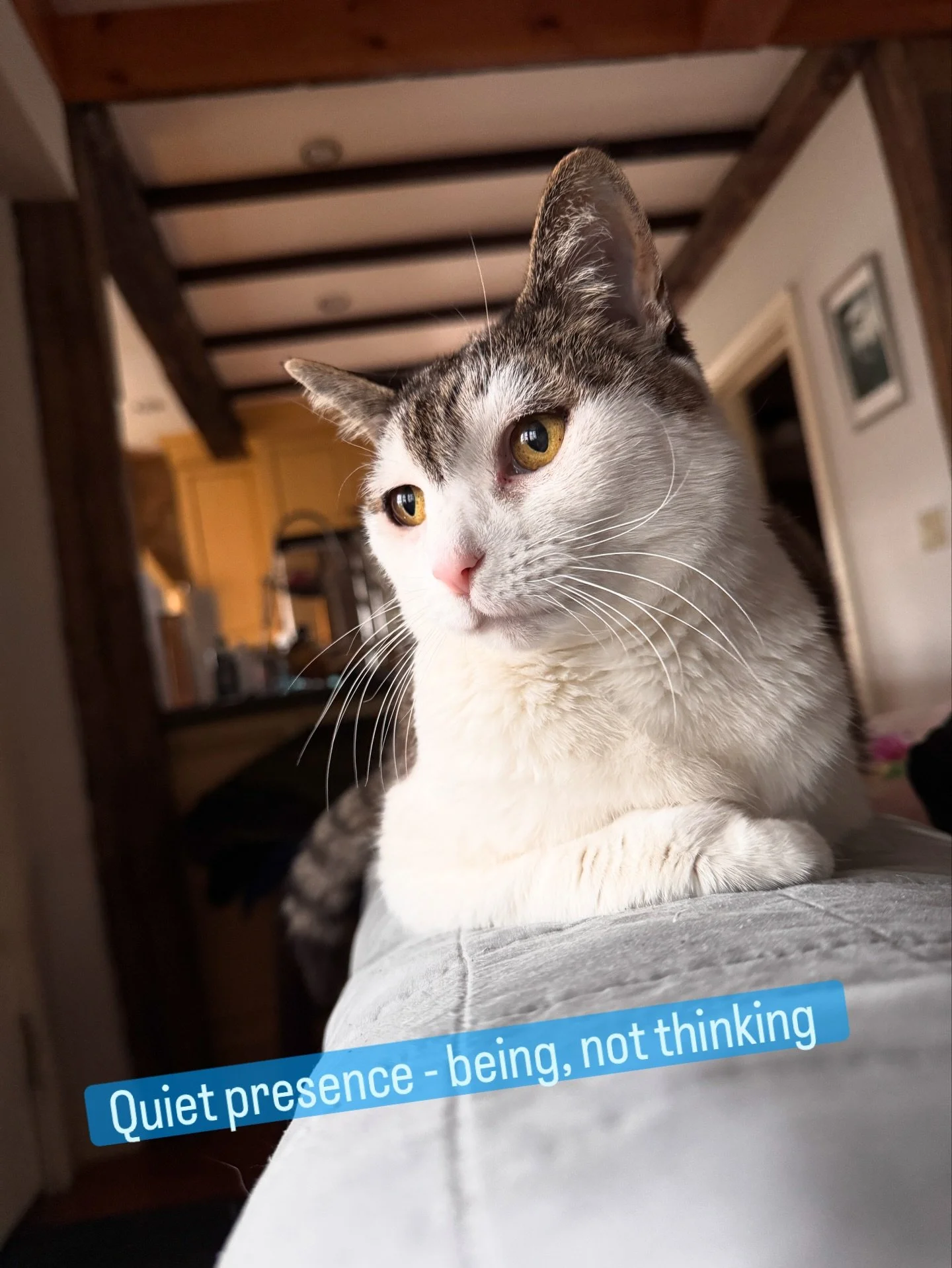 I watched Dia for a while&hellip; wondering what she was thinking&hellip; &ldquo;I&rsquo;m being still&rdquo;, she shared&hellip; &ldquo;I&rsquo;m watching and listening&rdquo;. 

I sat and watched too and felt her calm presence. 
I understood what s