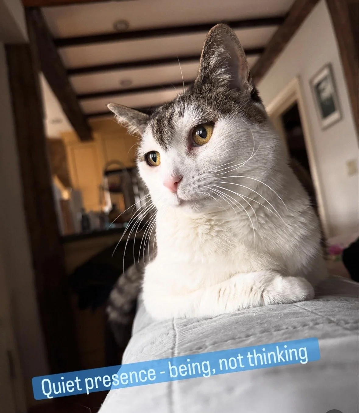 The Quiet Spiritual Presence of Cats - and how they help us heal