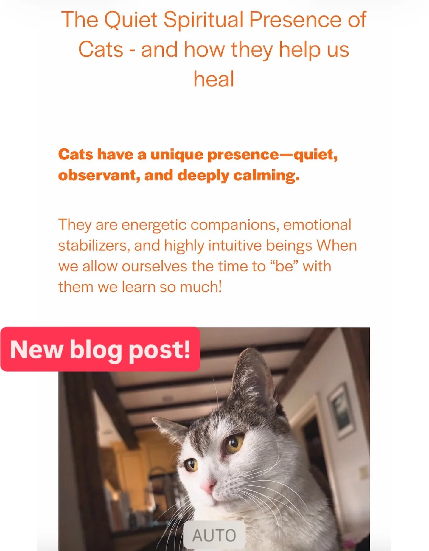 🌟The Spiritual Gift of Quiet Companionship

Cats don&rsquo;t fill silence&mdash;they inhabit it. Their subtle affection and peaceful companionship open our hearts without overwhelming us. They remind us how important it is to have emotional presence