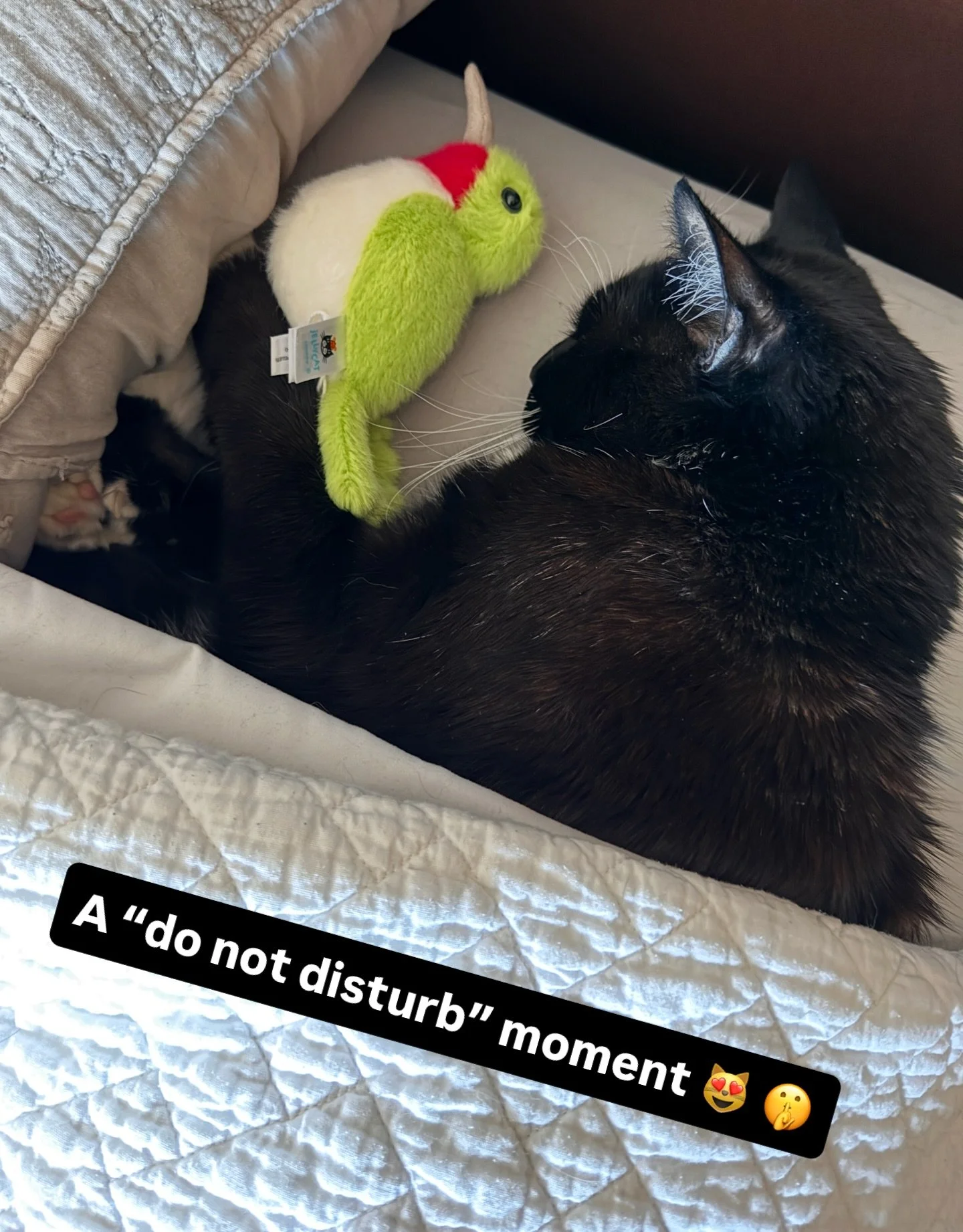 I wanted to kiss that cute face so bad!!! But how could I disturb him? 🤫😻❤️

Noche cuteness! 

#sleepingcat #catmomlife😻