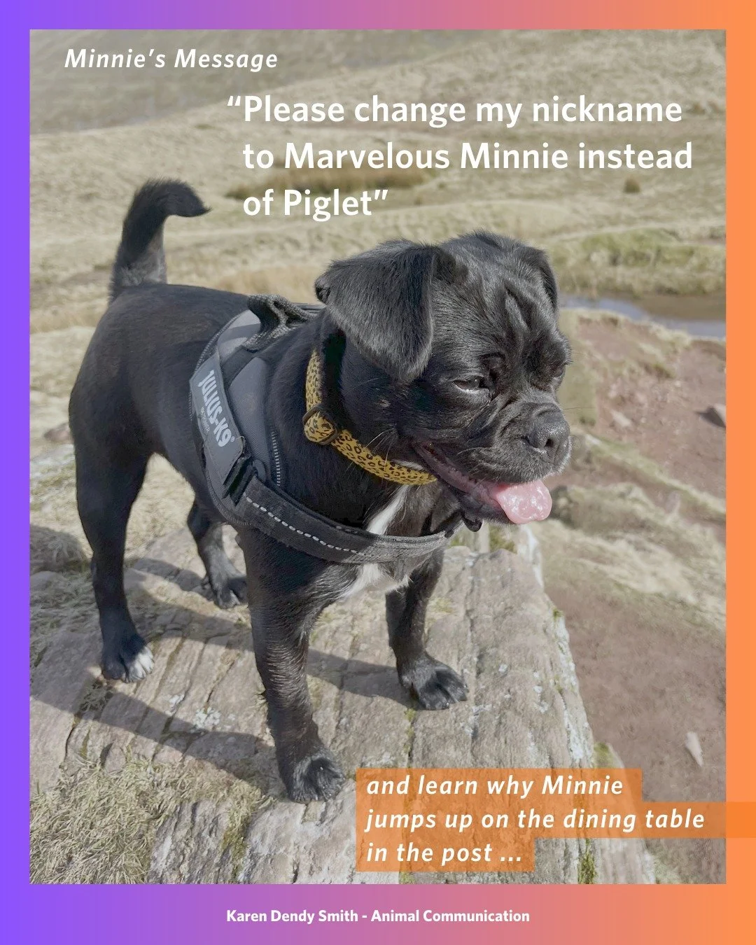 💖🐾 NEW TESTIMONIAL! 
Minnie had a lot to share with her loving guardian.

She loves her life and wanted her guardian to embrace her joy!

She didn't like her nickname and asked for it to be changed to focus on her outlook rather than how she eats.
