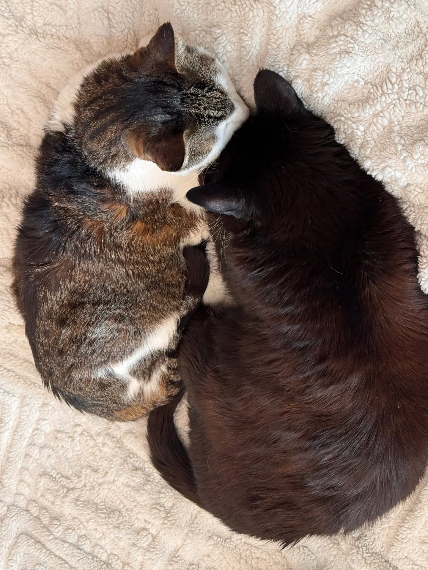 ❄️ On a cold wintry day, this is how I found my loves... 💗💗 

What I truly love about this is what it represented [for me]. They live in the present moment and are bringing comfort to each other. 

Even though the day before Noche was HANGRY and hu