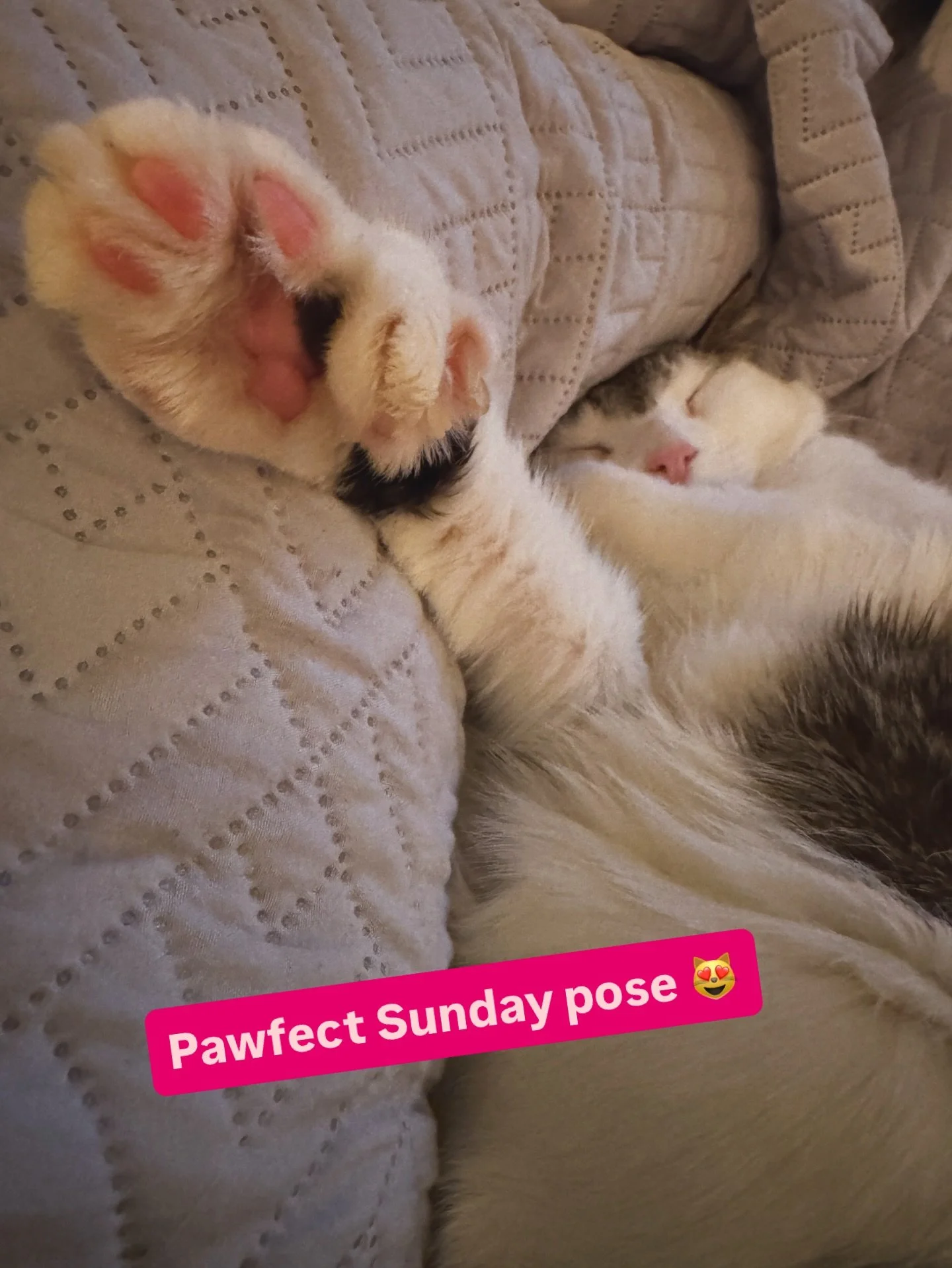 Talk to the paw&hellip; 🐾 
Sunday pawfection 😻

#paw #toebeans #cattitude