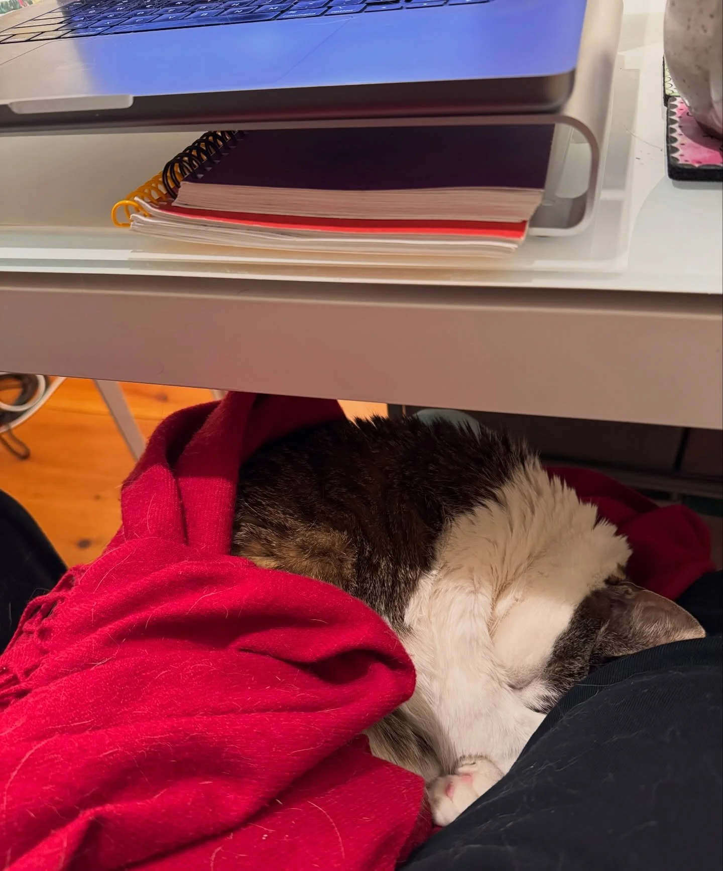 Readings done ✅ Dia ✅ 
Time to go relax ❤️

#animalhelper #animalcommunication #catenergy