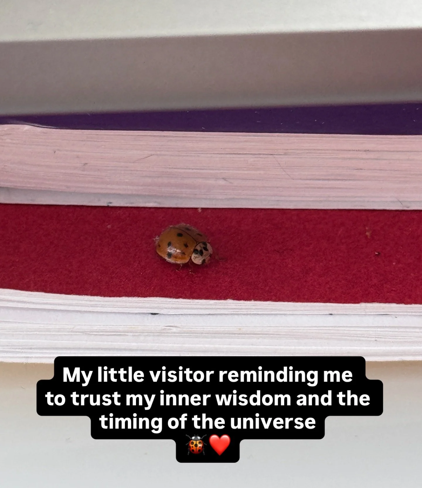 Sometimes we need a reminder that the universe has our back. Today I got a lovely reminder from this sweet little ladybug.🐞❤️

Her purpose - to remind me that as I&rsquo;m making plans for the future, I can let go of feeling so much pressure and tru