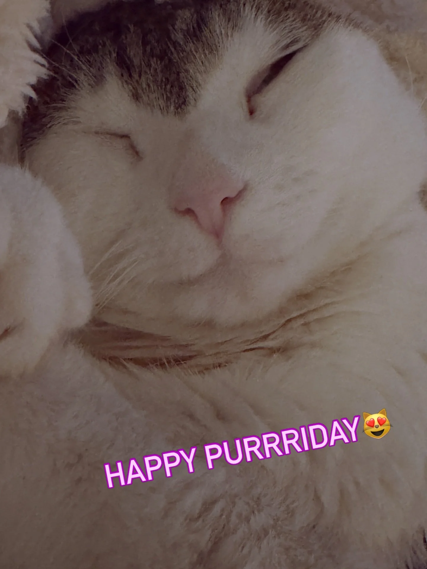 Happy Purriday 💜 Dia
Sweet dreams

#catentment #purrfect #felinefine