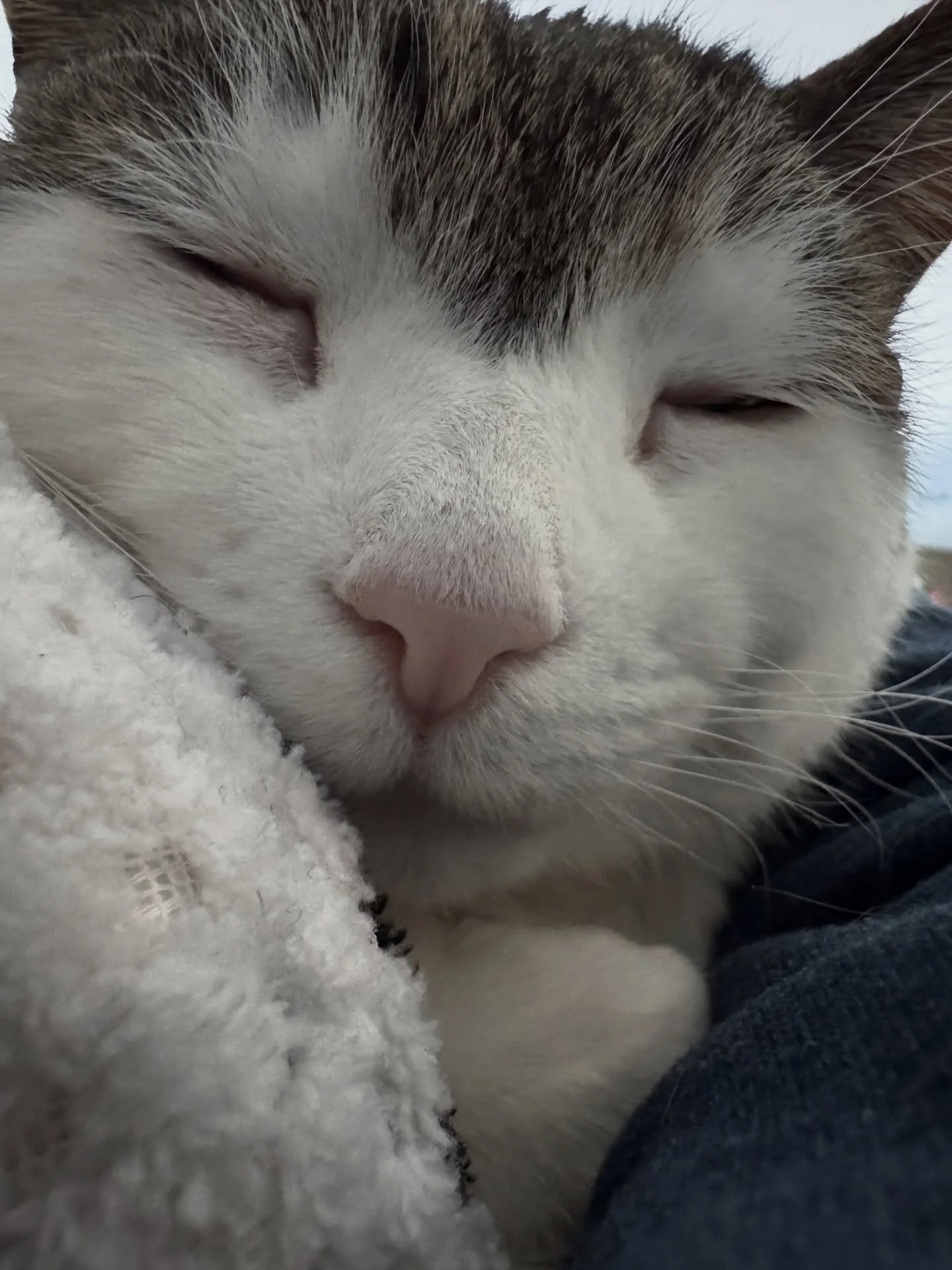 My view right now after a belly rub session. Dia curled up at shoulder for hugs and snugs. 

#cantmove #catsnuggles #catmomlife