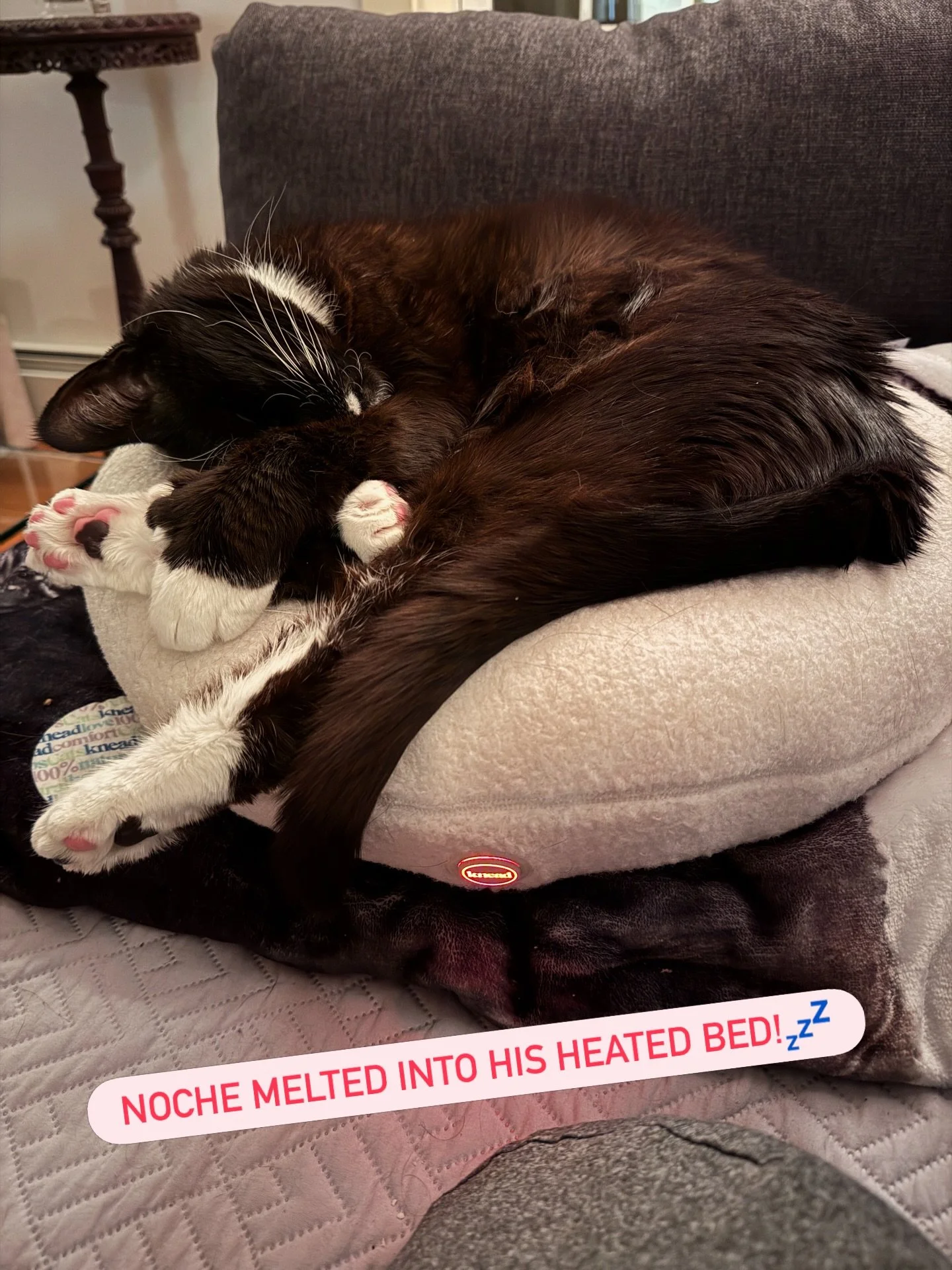 Every night after dinner Noche sits on his heated bed and waits for me to turn it on.. he loves it! Thank you @kneadcats 😻 for making a comfy bed!