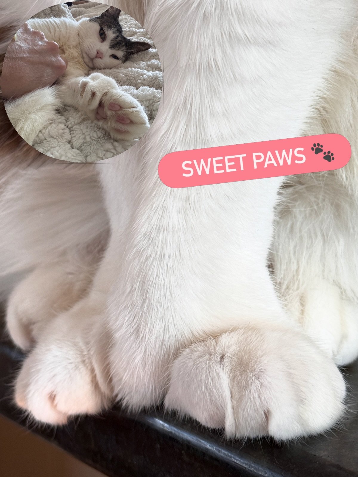 Those sweet paws - can&rsquo;t get enough! 

#paws #🐾❤#sweetpaws