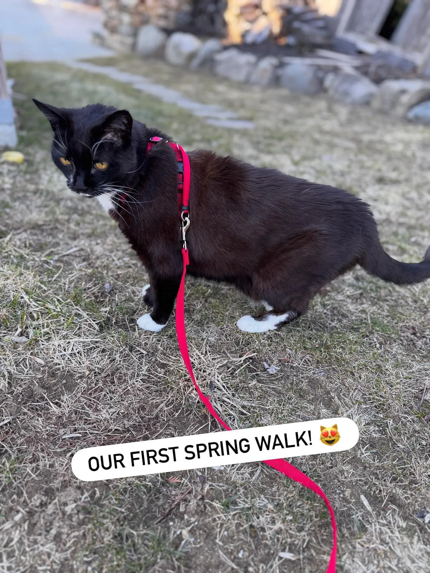 Noche was waiting at the door for me to put his little harness on so we can go out for our first spring walk!

#catharness #catwhisperer #springtime