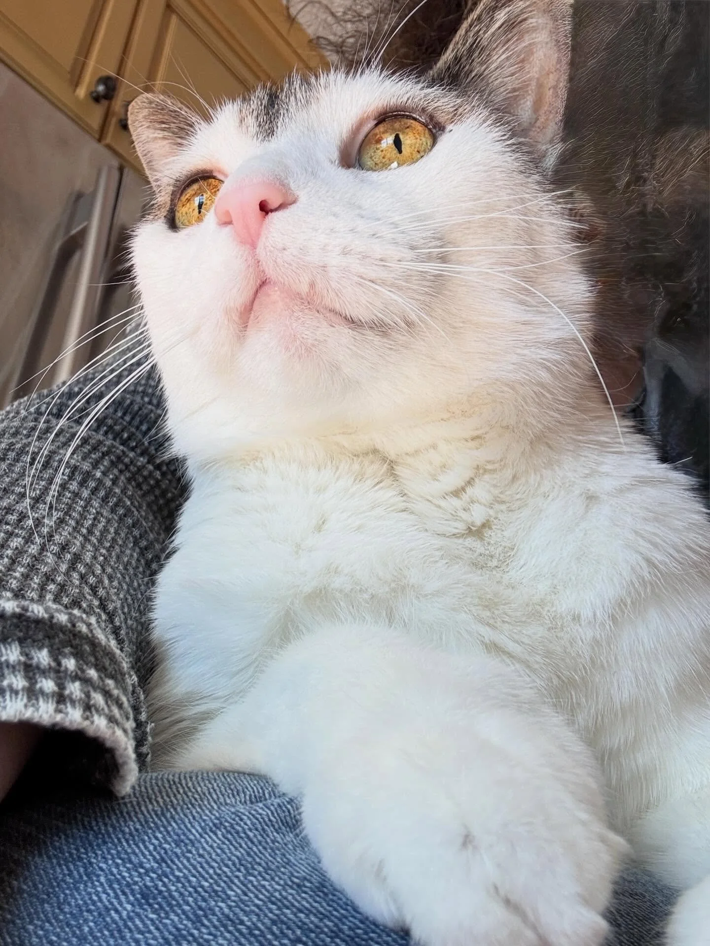 Princess Dia vibes 😻! Nothing beats a sunny day, birds chirping, and nature's beauty.