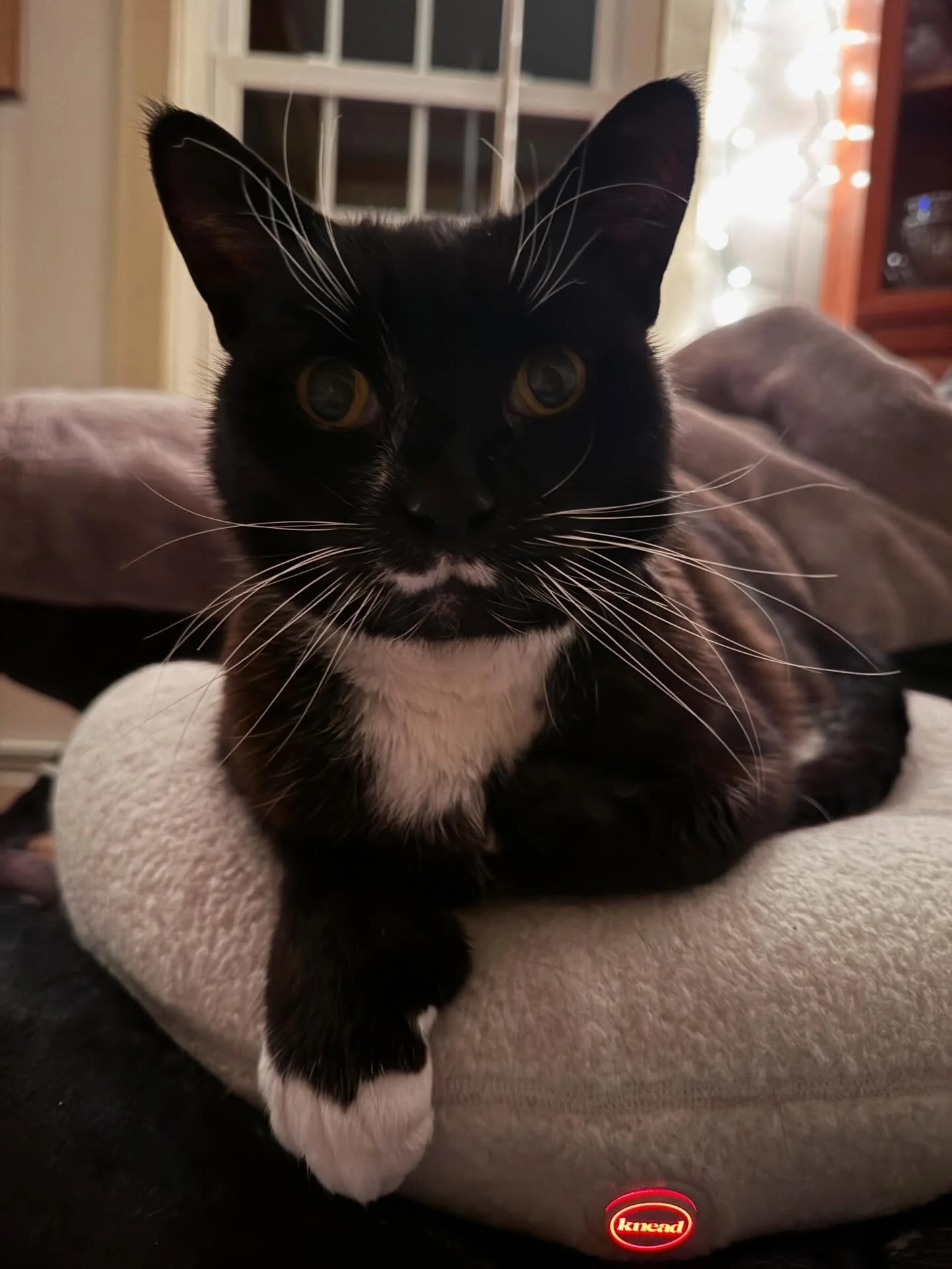 Mr Handsome bein&rsquo; all handsome 😻