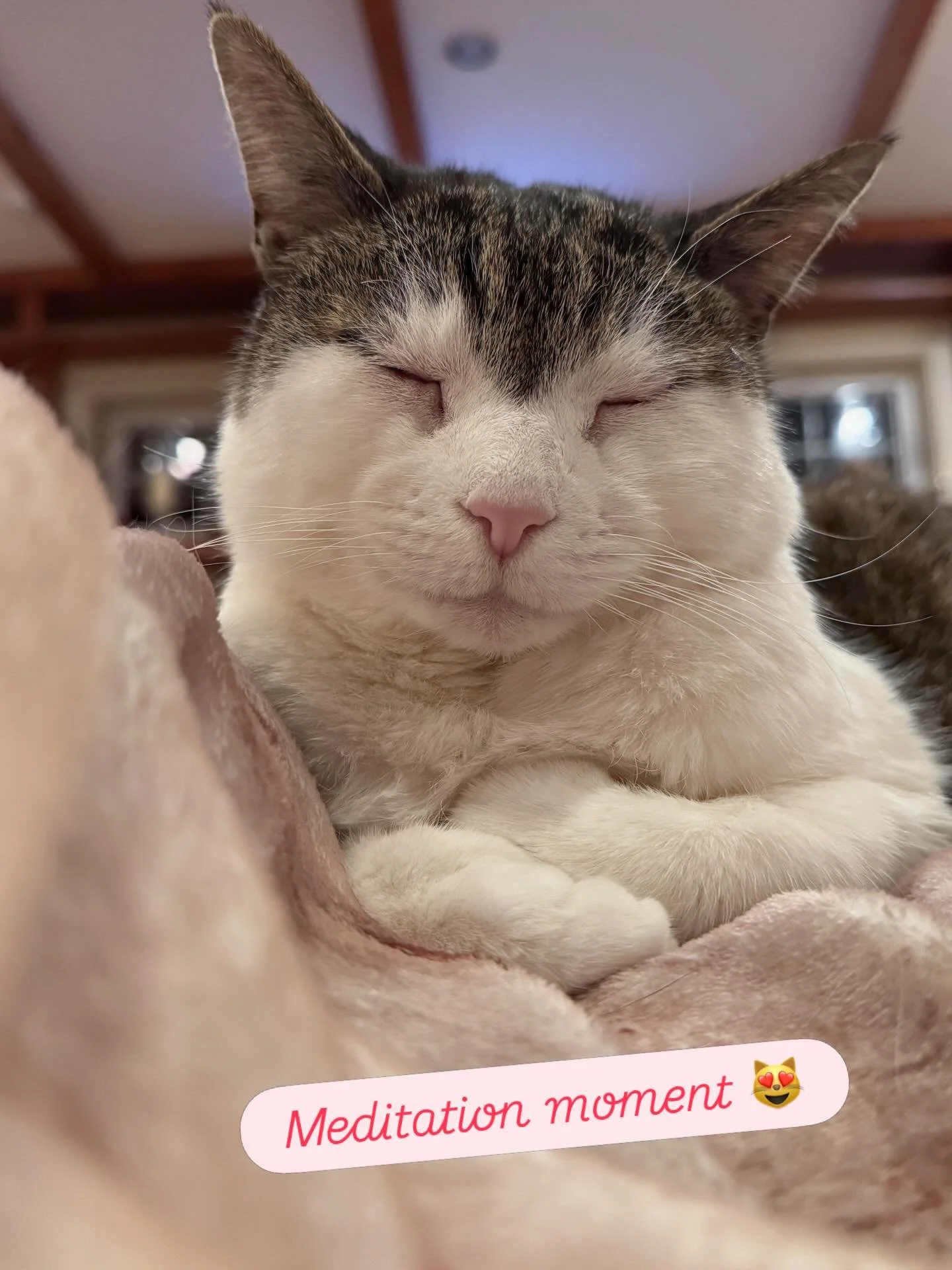 A serene moment with Dia 😻

Watching her meditate fills me with love. If you&rsquo;ve done an Animal Communication session with me, we always start by sending love and light to the animals we're connecting with.

So, as Dia's in this peaceful state,