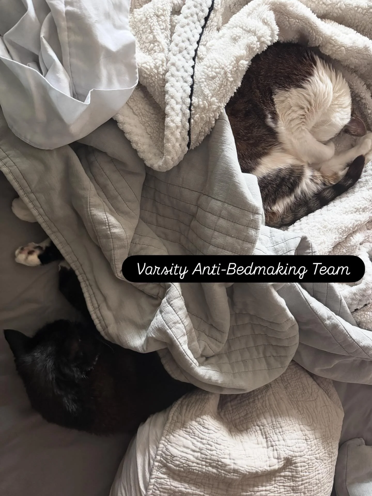Team Noche and Dia get the gold 🥇🏆
Purrrfect landing for dropping the bed-making.

😻
#catmom #catmoments #catwhisperer