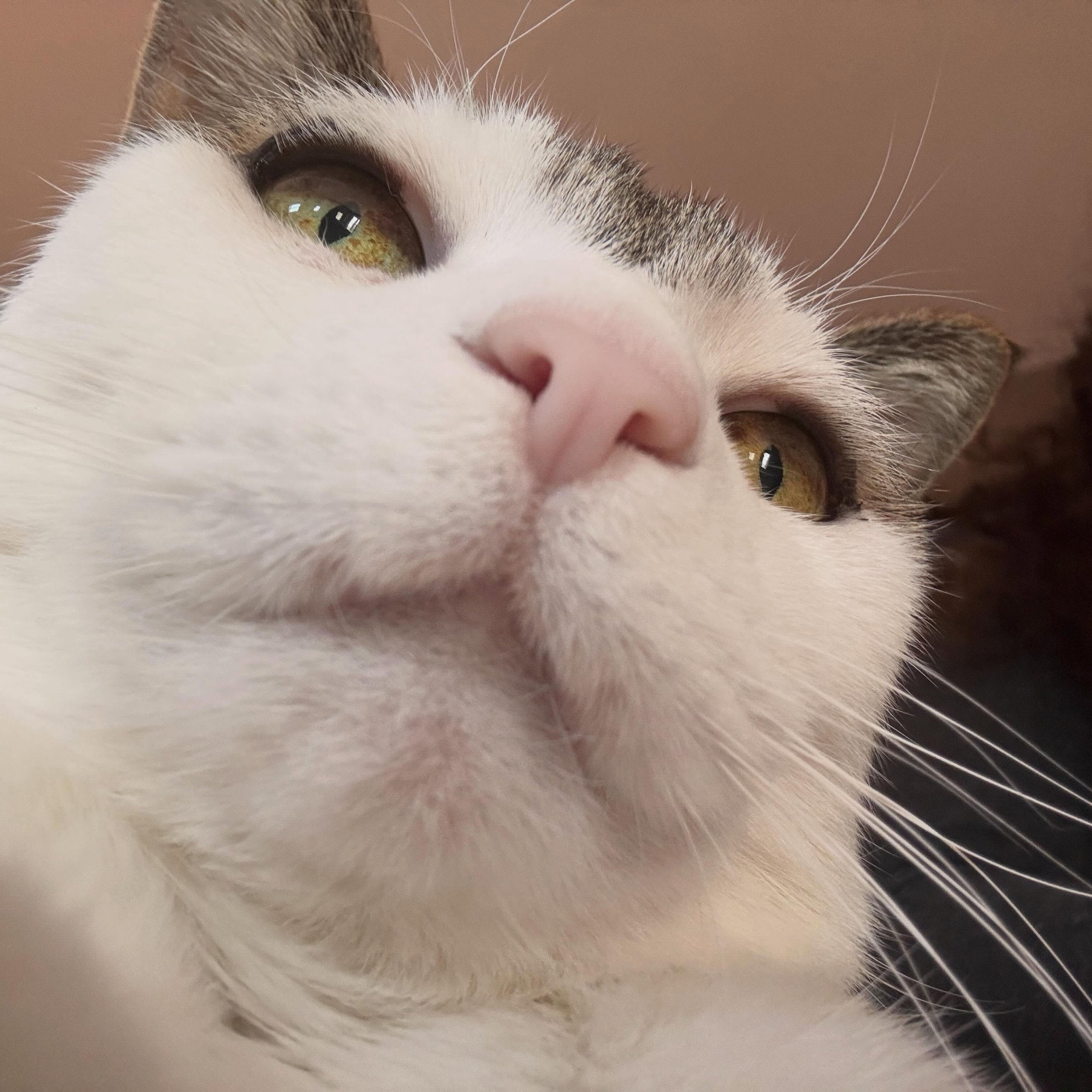 Happy Purrriday&hellip; 💓😻 Dia

#catsarefamily #catmom #meowdel #princess