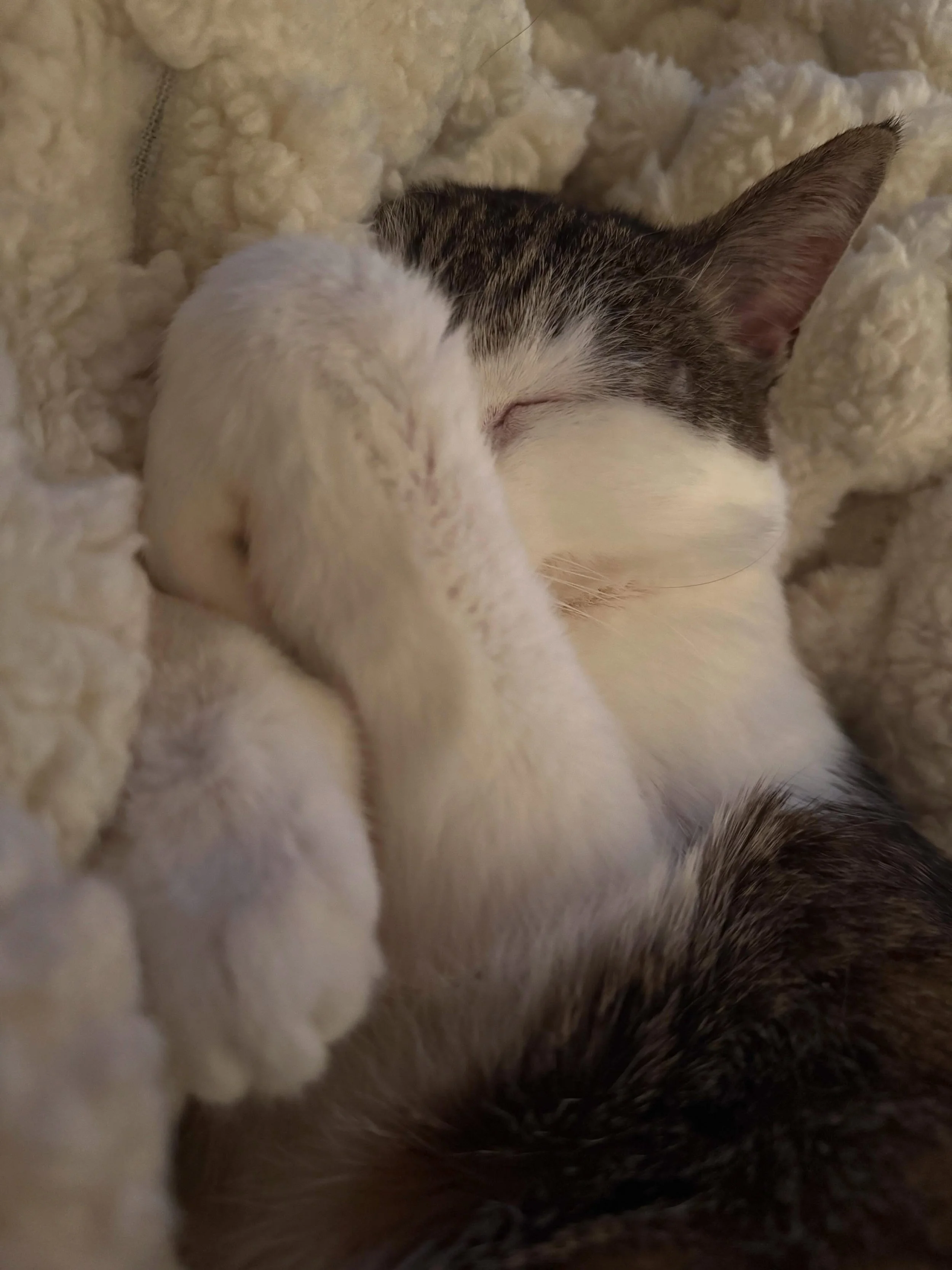 Does Dia know how to lounge or what! 
Happy Meowmorial Day Weekend! 😻

#mauloungeoff #princess #catmom #meowmorialday