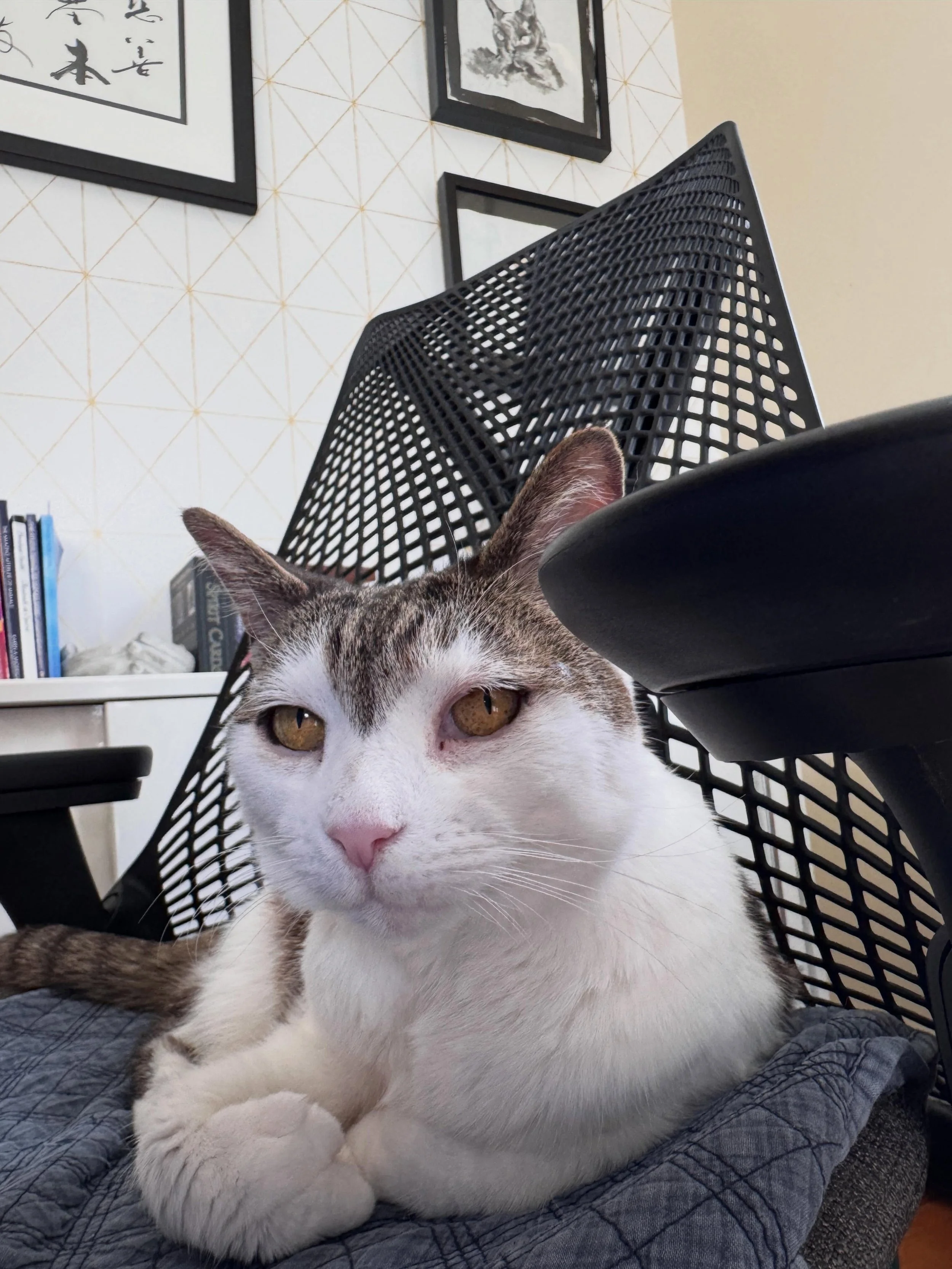 The office manger strikes again! I&rsquo;ve been relegated to &ldquo;her chair&rdquo;, since Dia has taken mine 😻😆

#whostheboss #catmomlife #animalcommunicator #catitude