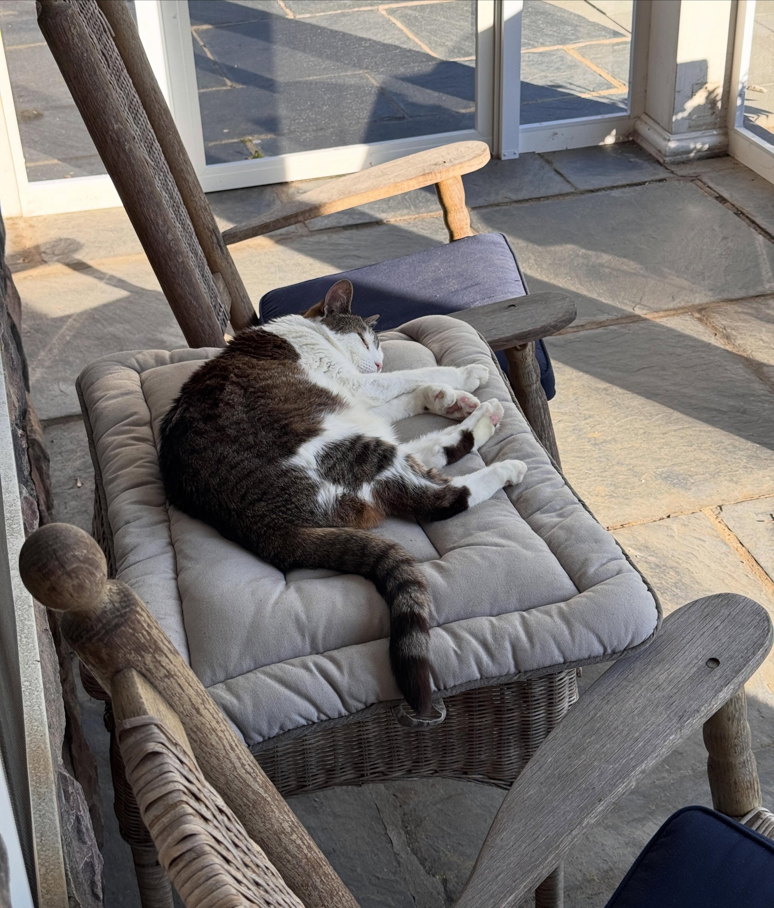 Someone&rsquo;s lovin&rsquo; the scenes in porch 😻

#catio #lazyday #cattitude #happycat