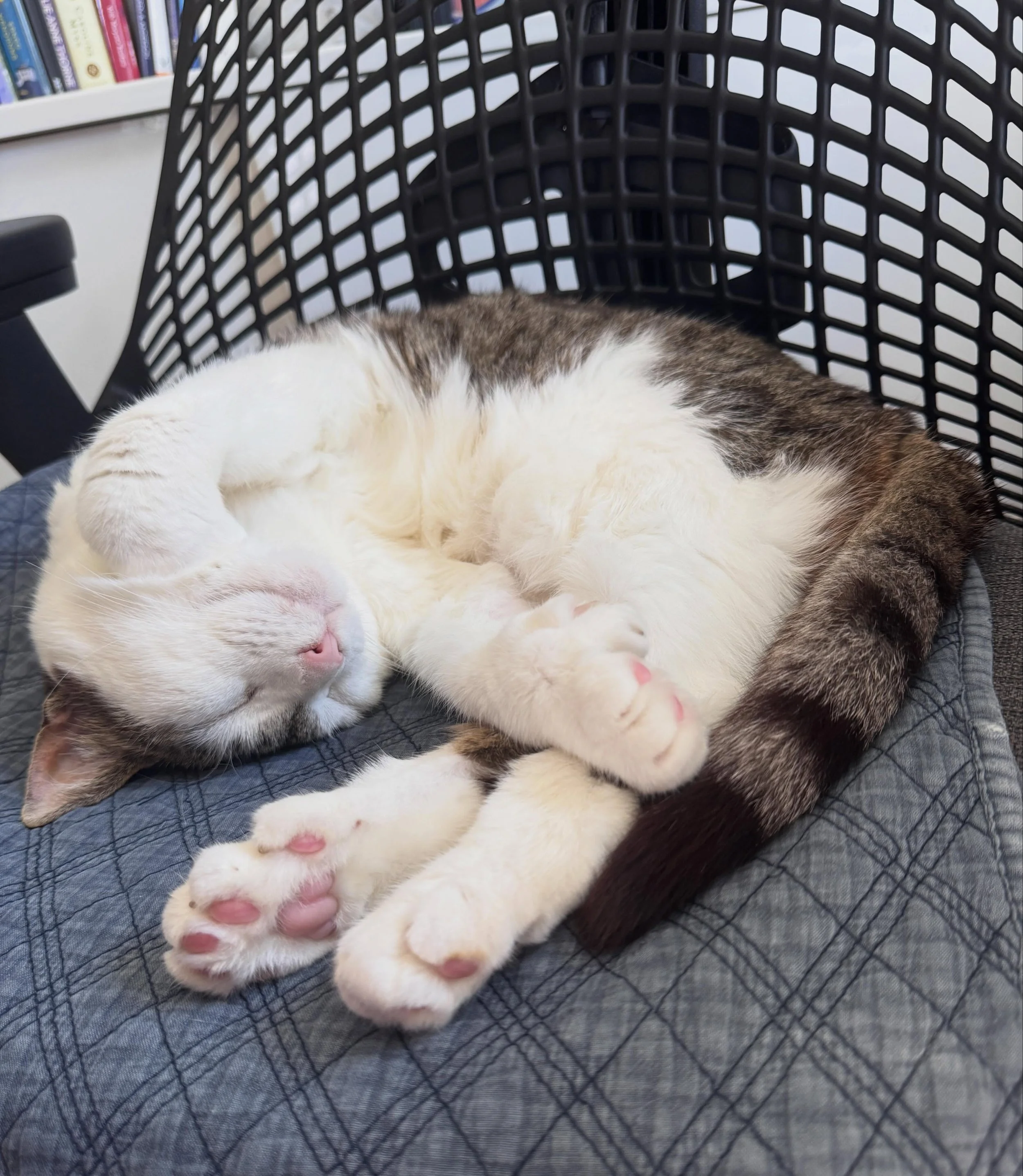 Just when I thought I&rsquo;d seen allllllll the sleeping positions&hellip; 😻

Dia never disappoints!

#catmoments #felinefascination #catmomlife