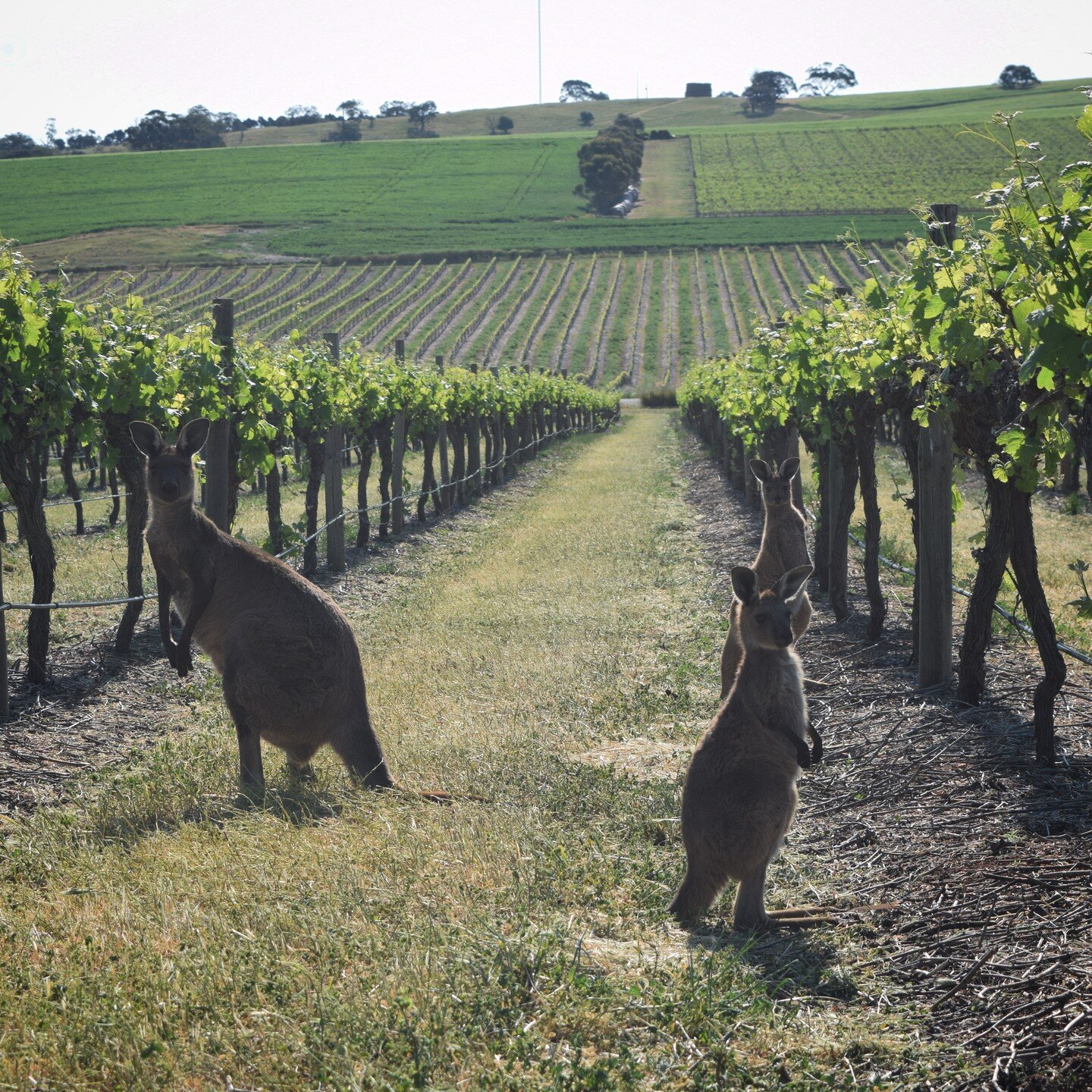 Meet some of the locals from the Barossa!

#skippy #kangaroo #barossa #barossavalley #shiraz #gomersal #vines #vineyard #westernridgebarossa #shirazvines