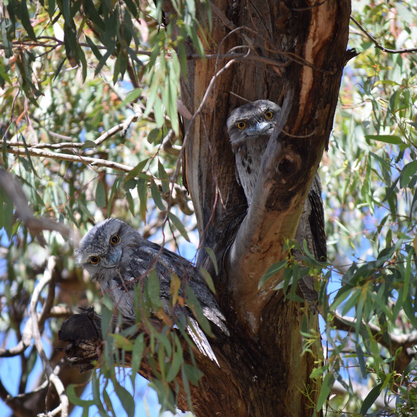 You never feel quite alone when out in the vineyard 👀
Mecklen Wines has a keen focus on improving biodiversity on the land we manage, having planted native trees, shrubs and grasses in reserved areas and erosion channels

Having gained accreditation