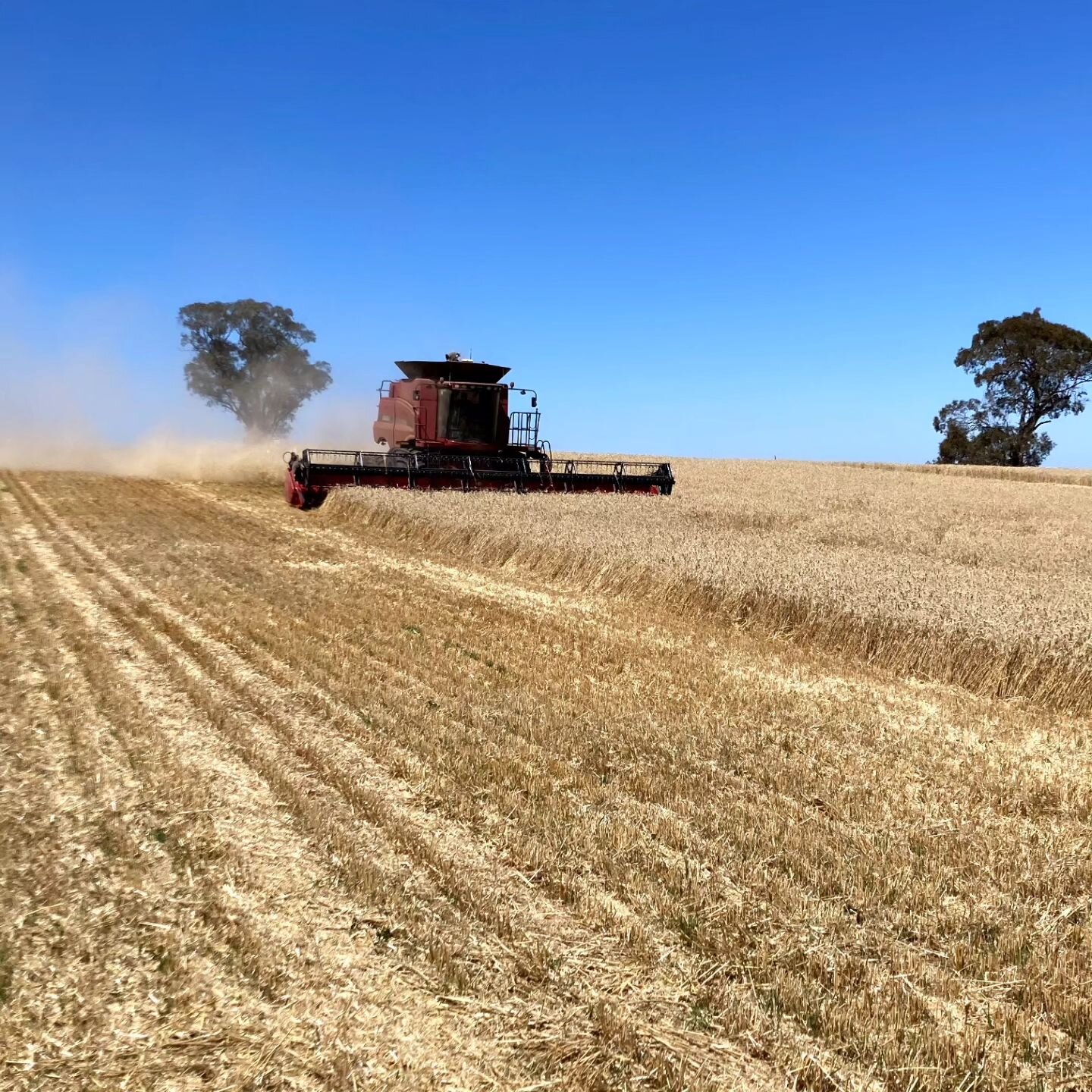Great feeling to get this wheat crop off before Christmas after some challenging summer rain. Making short work of this high yield whea crop, the harvester is quite an amazing machine

#bluegum #wheat #barossa #barossavalley #westernbarossa #westernr