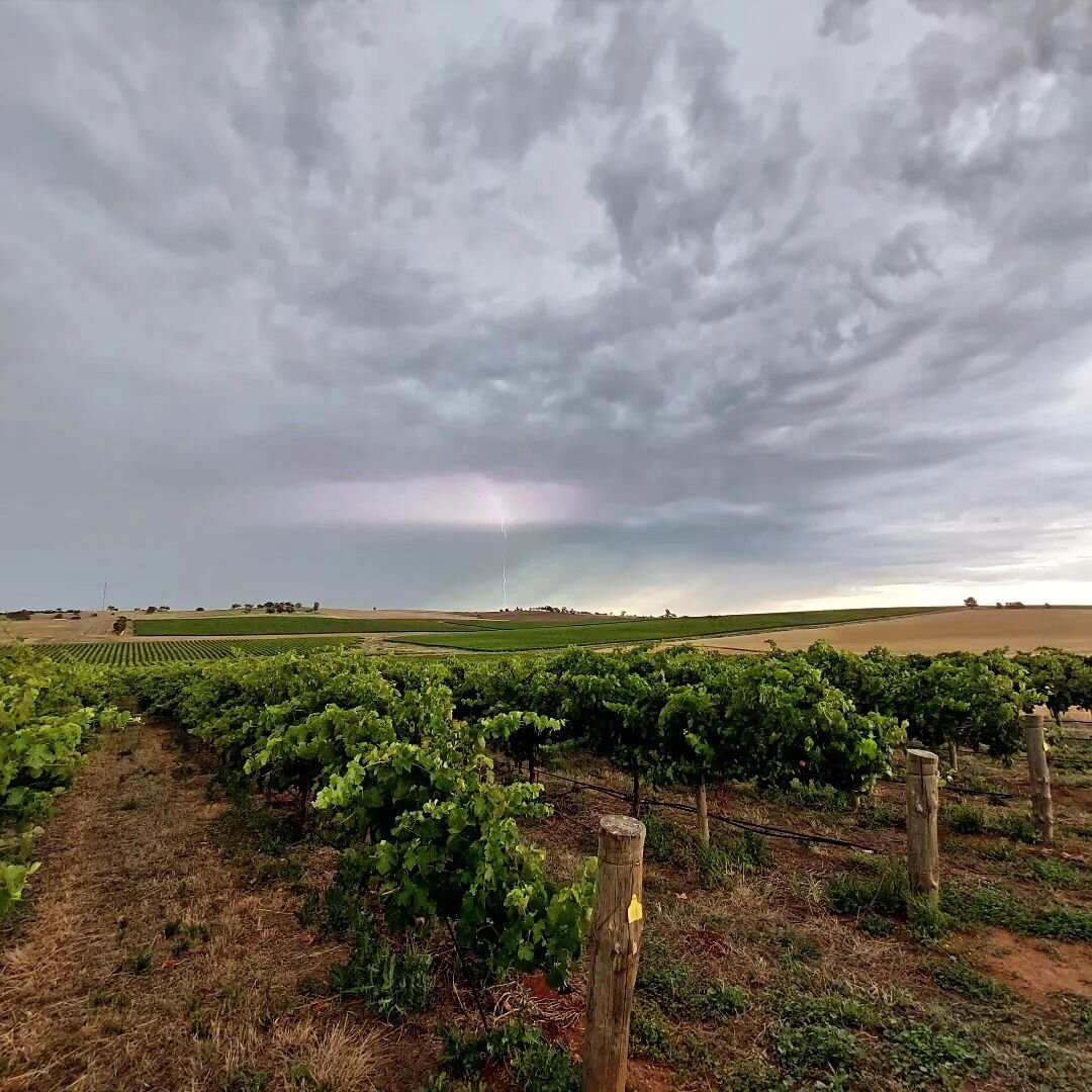 Some crazy weather out at Gomersal today. With the lightning getting very close, it was time to retire a little earlier for the day

#barossa #barossavalley #gomersal #mecklenwines #lightening #shiraz #crazyweather