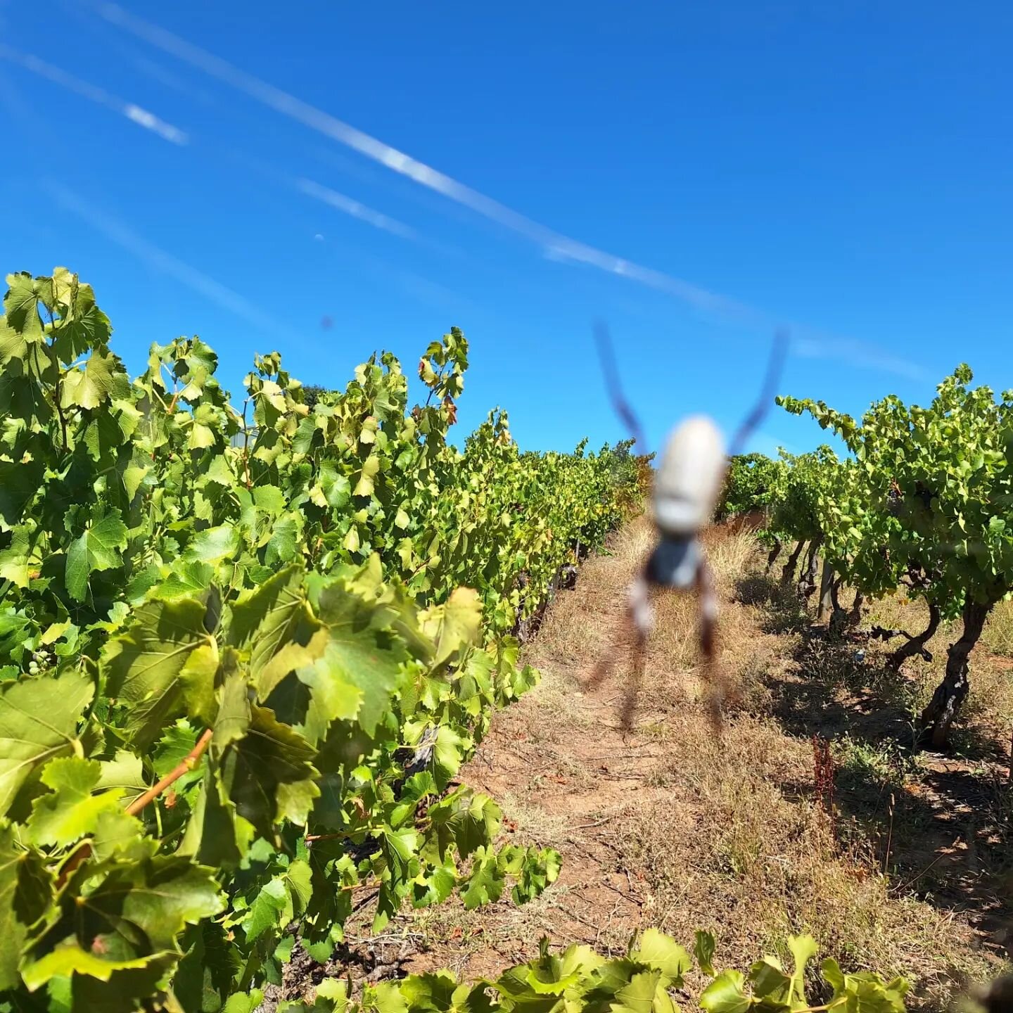Spiders play an important role in managing insects naturally, like this golden orb weaving spider in the old grenache vineyard. Just make sure you keep an eye out! 

#barossavalley #barossa #oldvinegrenache #goldenorbweaver #oldvines #goldenorbspider