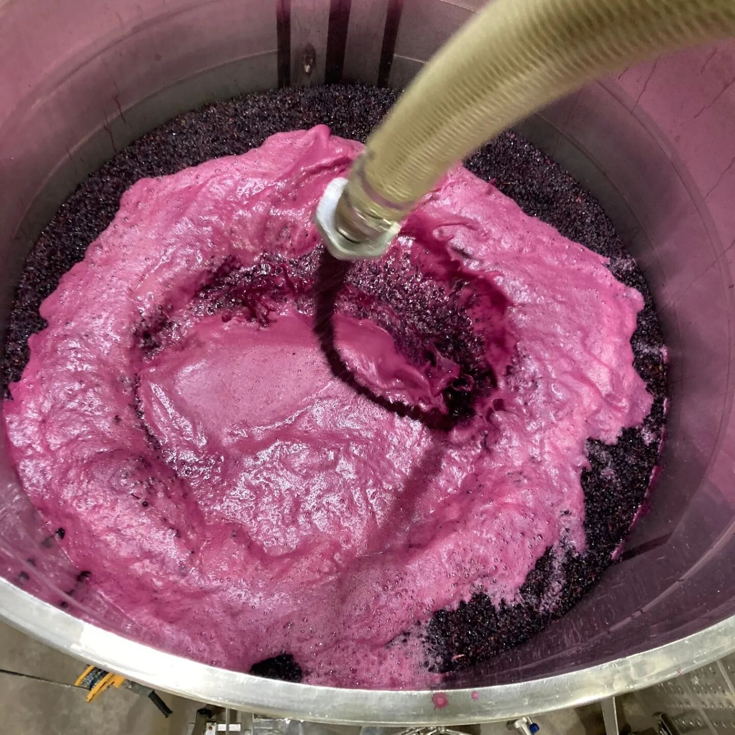 We are in for a treat! Pump over of our V24 Shiraz, which is showing intense purple colour and fruit flavours. Grapes were harvested early Thursday morning from our family vineyard in Gomersal, a subregion of the Barossa Valley. 

#mecklenwines #west