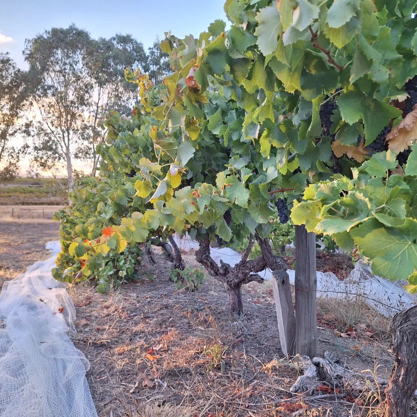 19/3 picking of old vine grenache out at cockatoo Valley. Being dry grown, the vines benefited from the wet start to the summer, with the season finishing perfectly for the grenache variety, showing excellent varietal flavours

#grenache #oldvinegren