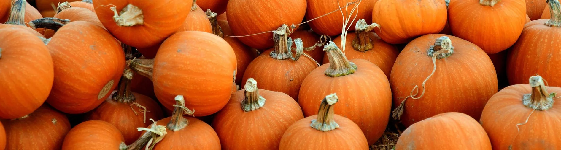 Pepperell Fall Festival