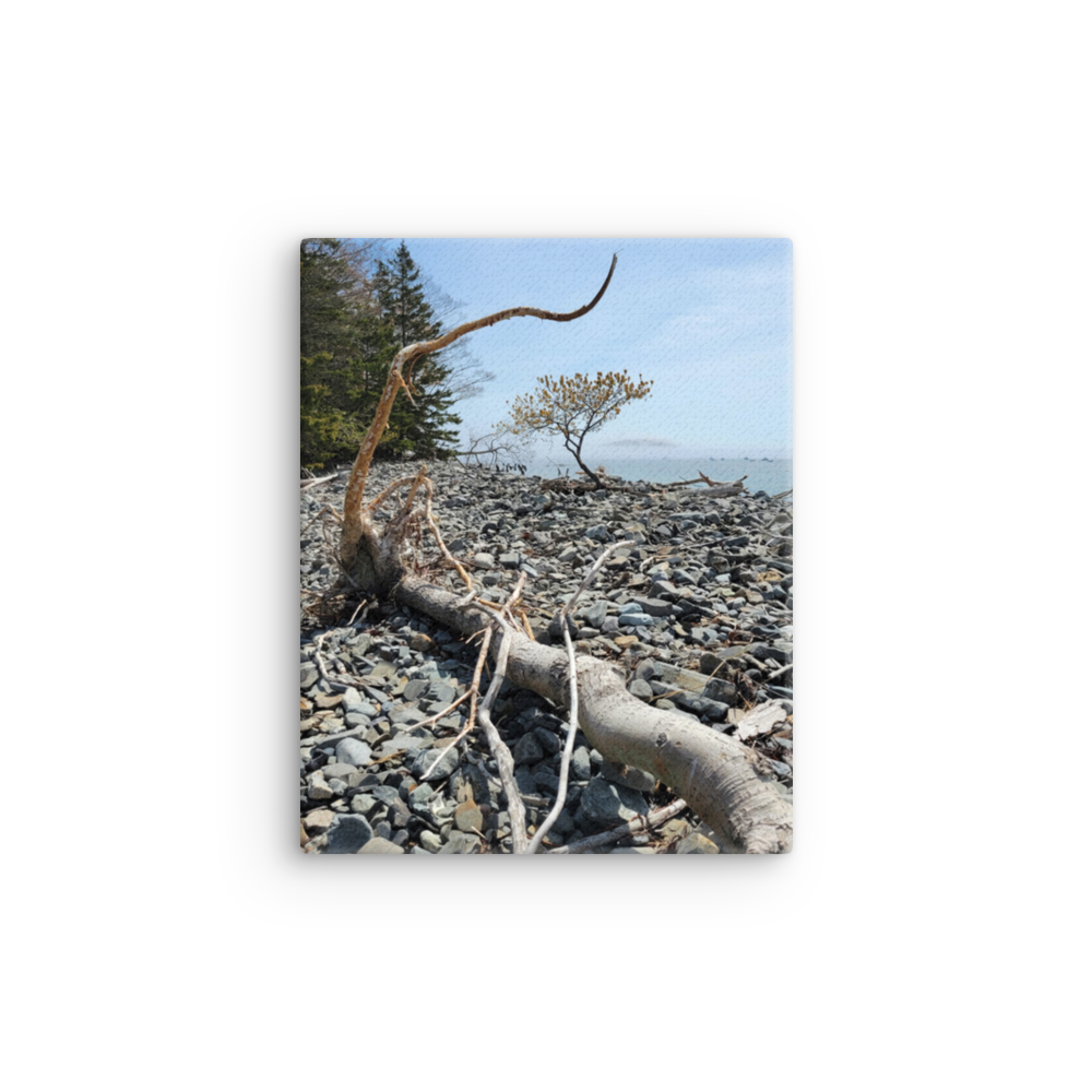 RDRY Bar Harbor Bar Island Thin Canvas Print