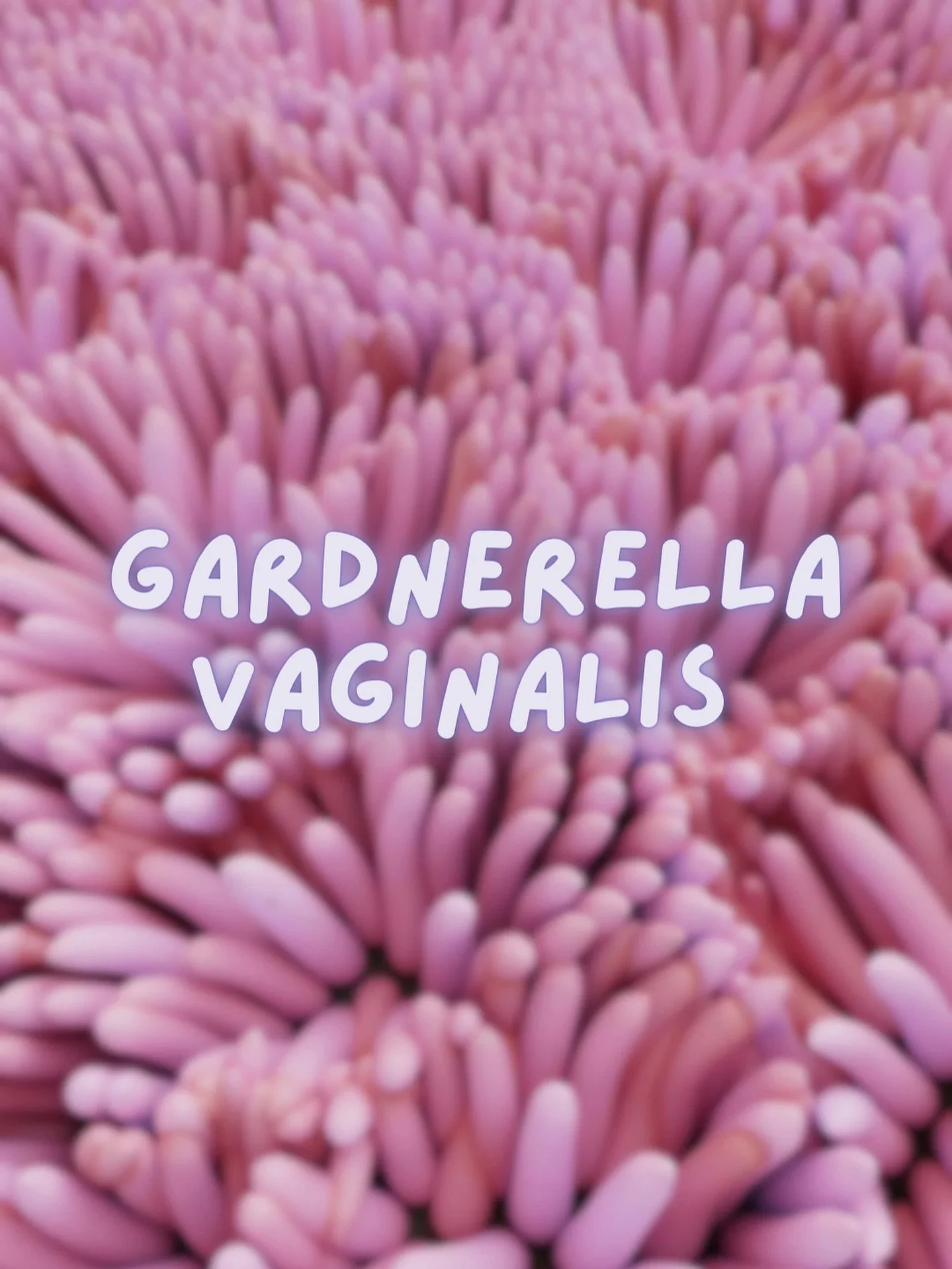 gardnerella vaginalis is one of those microbes that&rsquo;s always hanging around &mdash; usually minding its business, part of a healthy mix. but when the vaginal environment shifts, she&rsquo;s often the first to take advantage. low oestrogen, anti