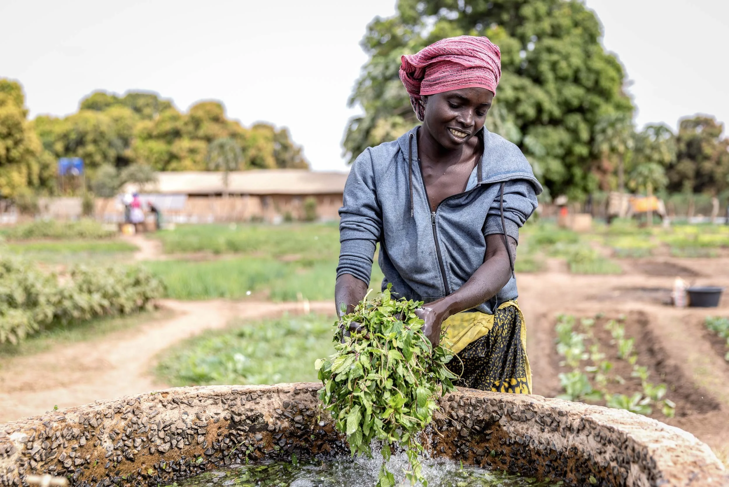Lady washing mint in stone water trough, Gambia