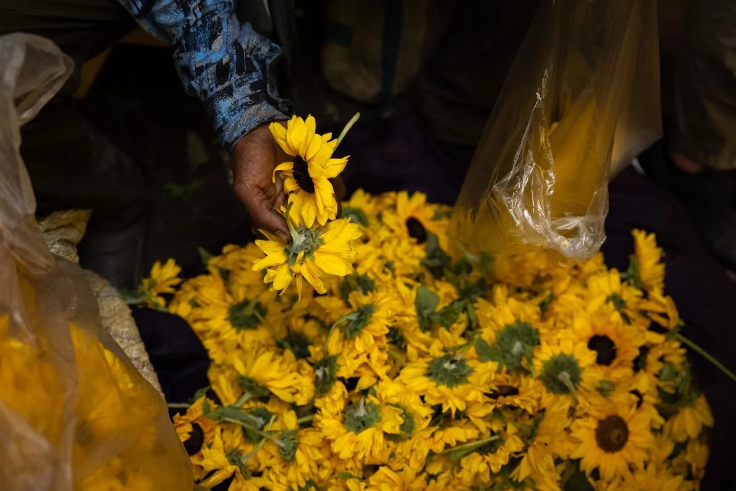 Mullick Ghat Flower Market, Kolkata &mdash; a riot of colour and constant clamour. Yet within the chaos are small pockets of calm, where hands reach for flowers and place them gently in a bag.

#kolkata #kolkataflowermarket #india #documentaryphoto #