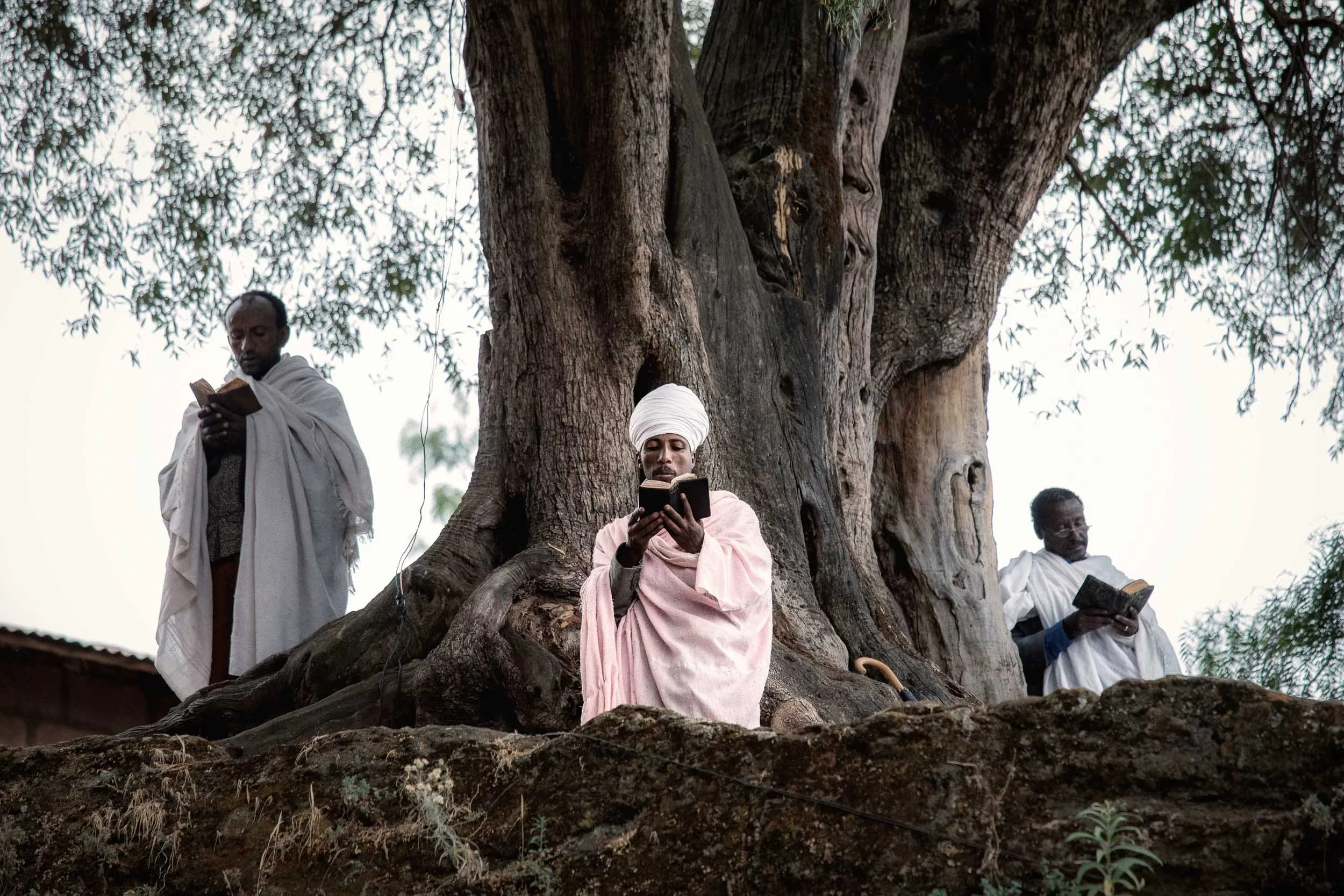 Three priests reading bibles under tree at Lalibela, Ethiopia