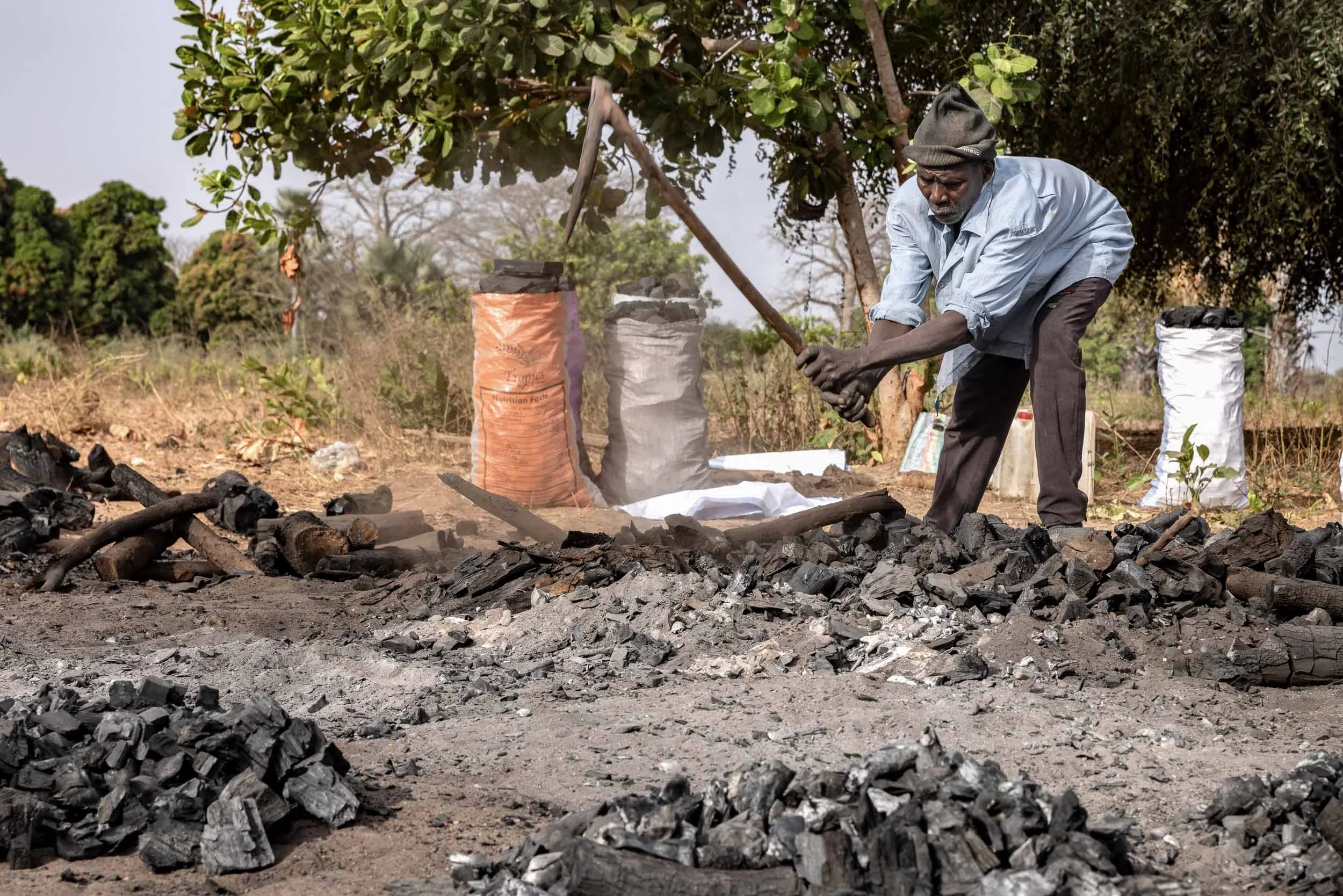Charcoal maker breaking burnt wood, Gambia