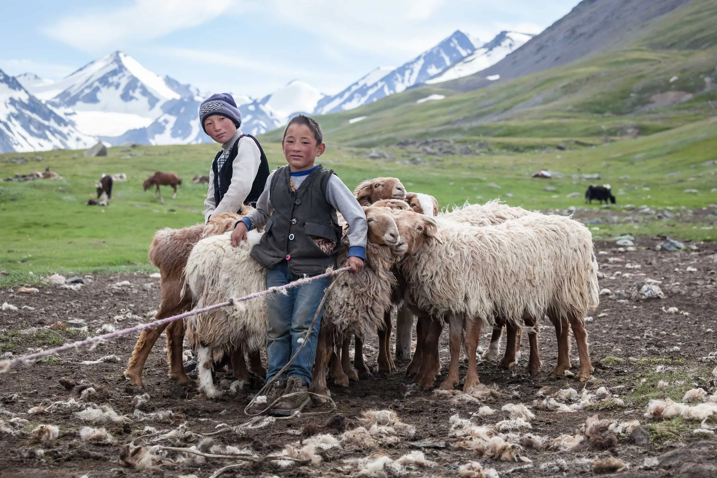 Two boys standing next to sheep, Mongolia