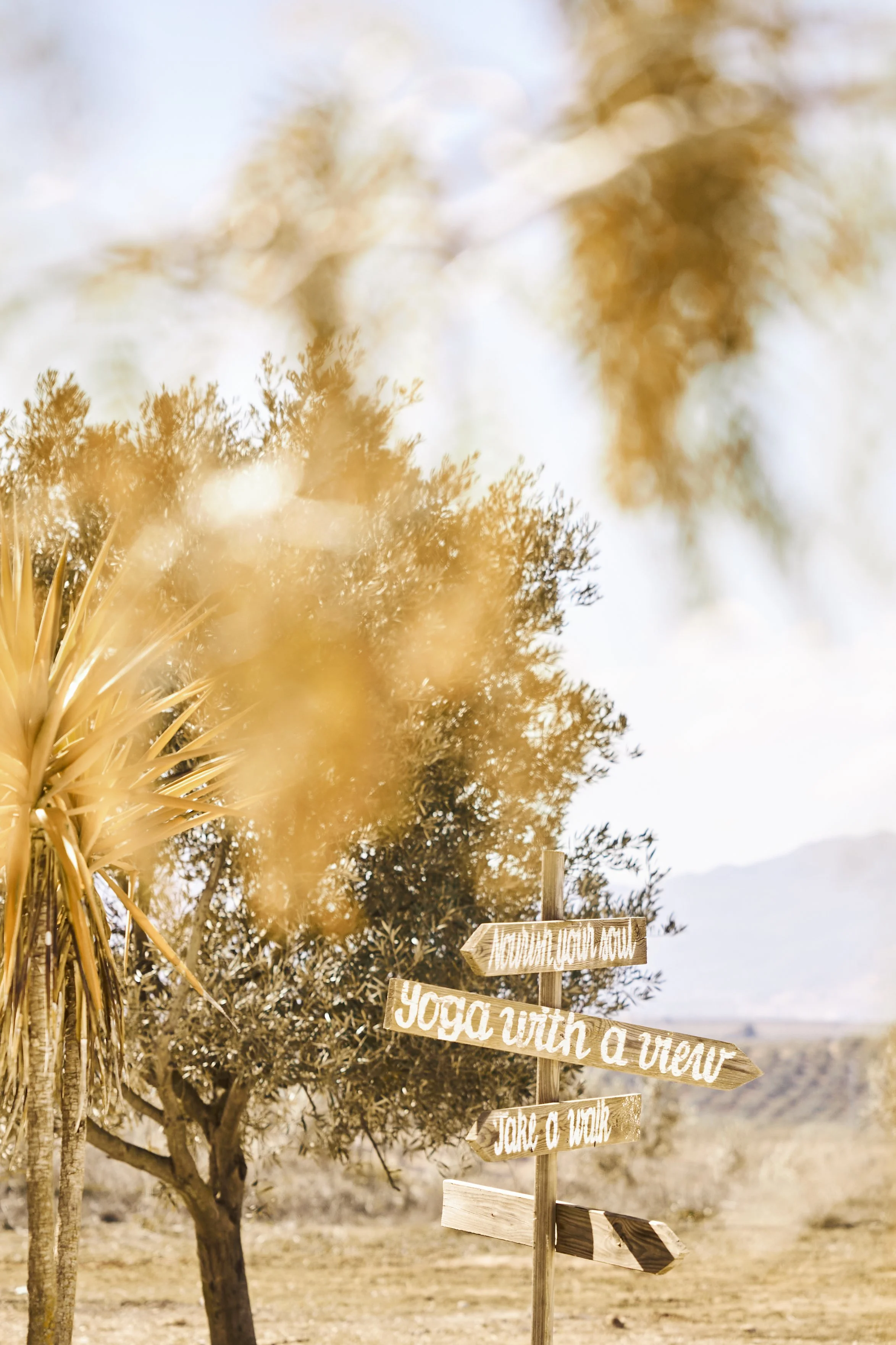 A wooden signpost in a desert landscape with trees, reading 'Adventure awaits,' 'Yoga with a view,' and 'Take a walk.'