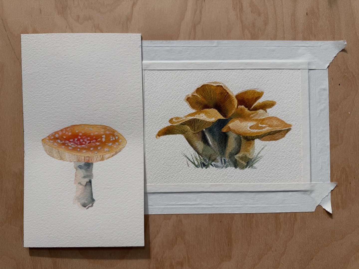 My most recent mushrooms 🍄 🍄&zwj;🟫 
Does anyone have ideas for where to show tiny mushroom paintings? Preferably in Seattle. Preferably in fall. Please let me know!